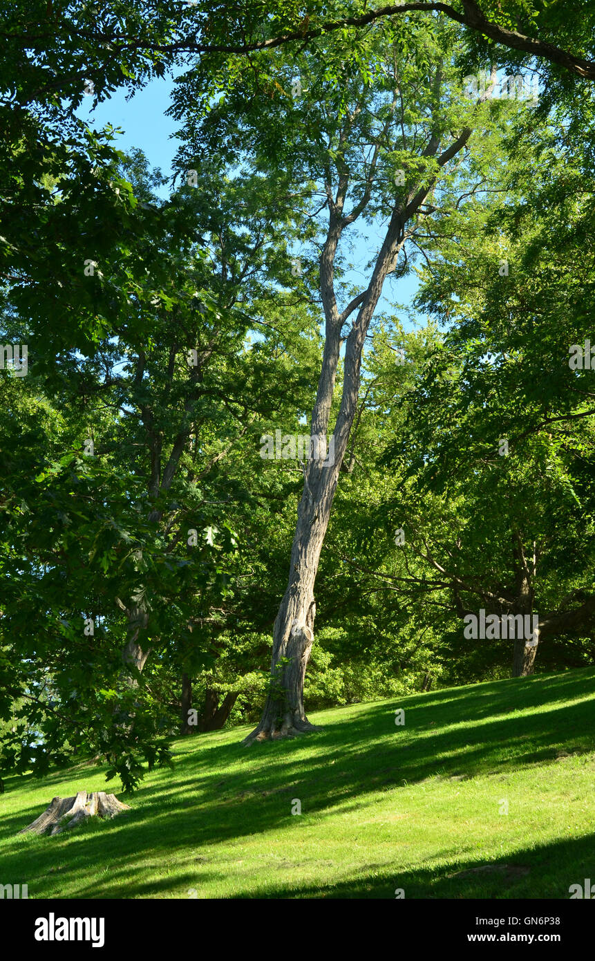 Alberi di alto fusto, erba e ombre. Foto Stock