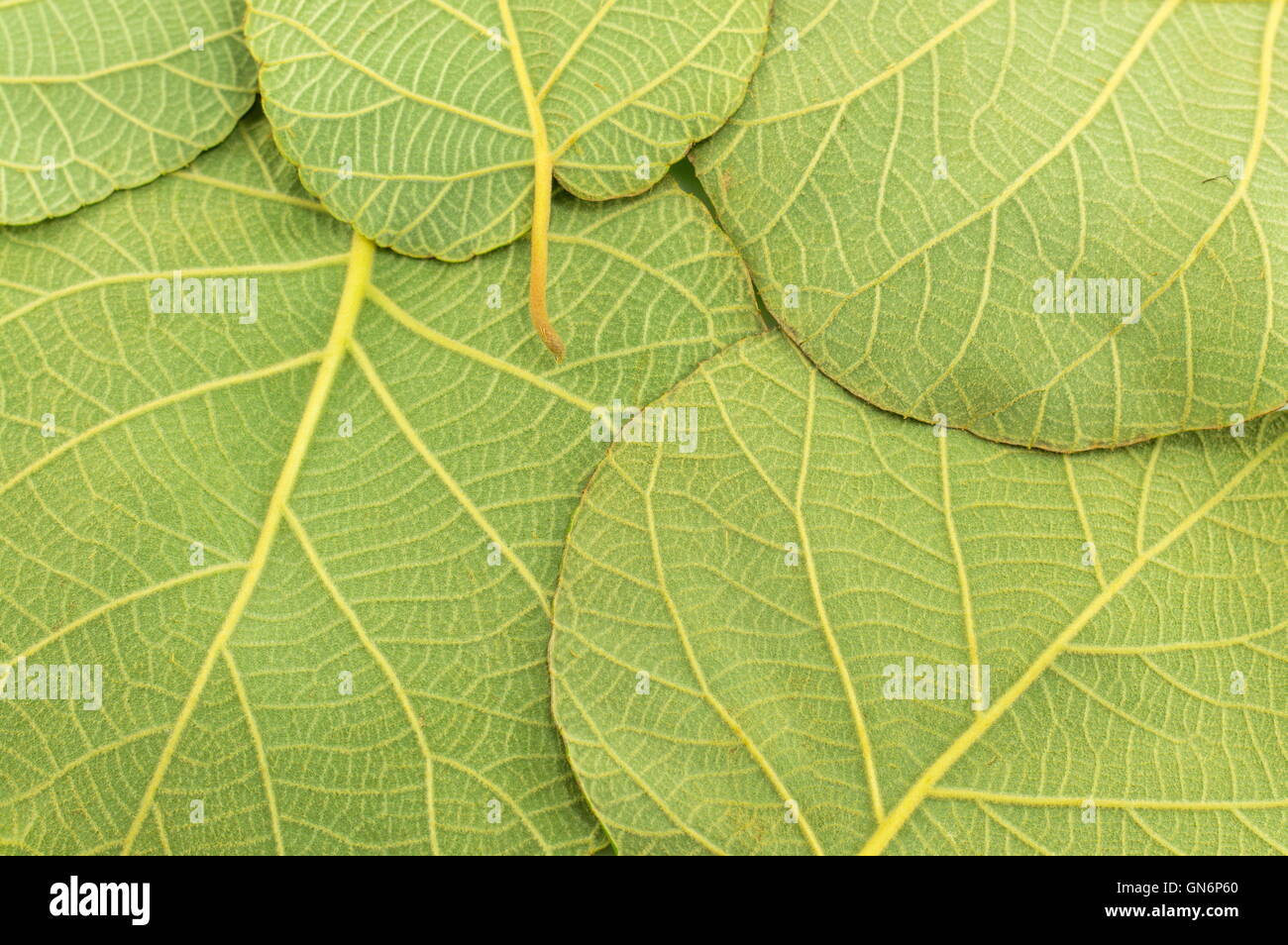 Noce verde lascia effettuare la configurazione di sfondo Foto Stock