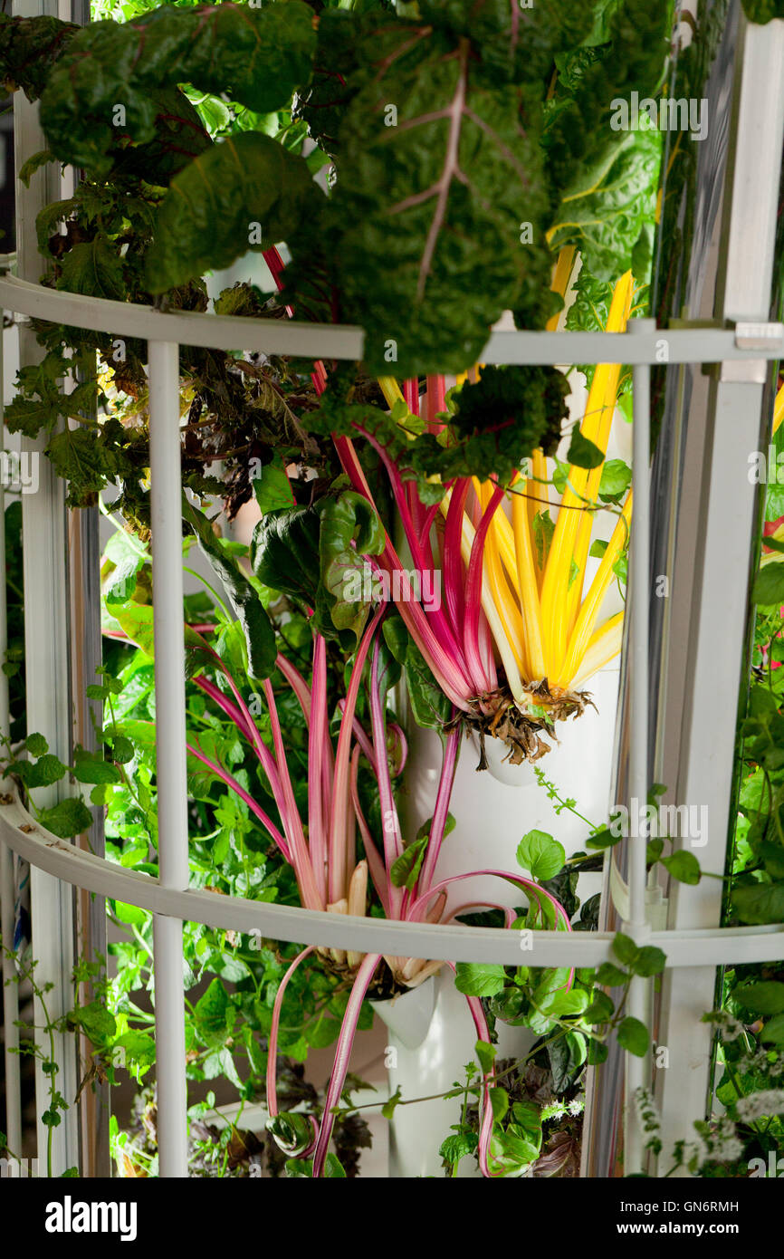 Bietola rossa in crescita in verde macchina Bronx - USA Foto Stock