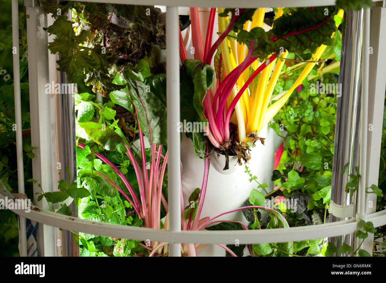 Bietola rossa in crescita in verde macchina Bronx - USA Foto Stock