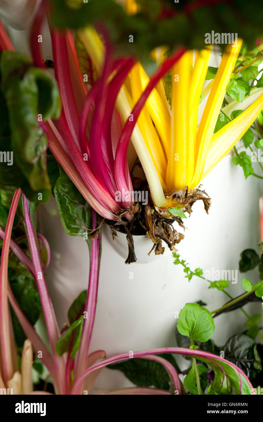 Bietola rossa in crescita in verde macchina Bronx - USA Foto Stock