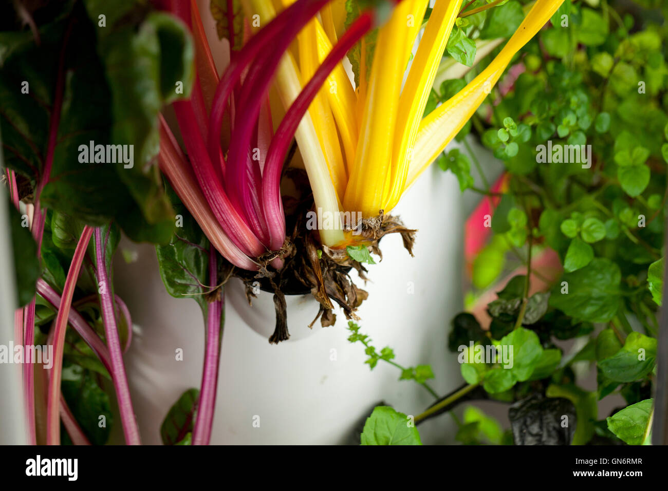 Bietola rossa in crescita in verde macchina Bronx - USA Foto Stock