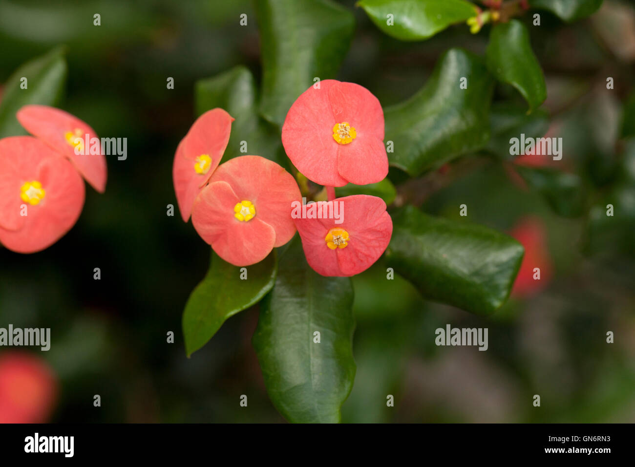 Euphorbia geroldii fiori piante, in via di estinzione e nativi del Madagascar Foto Stock