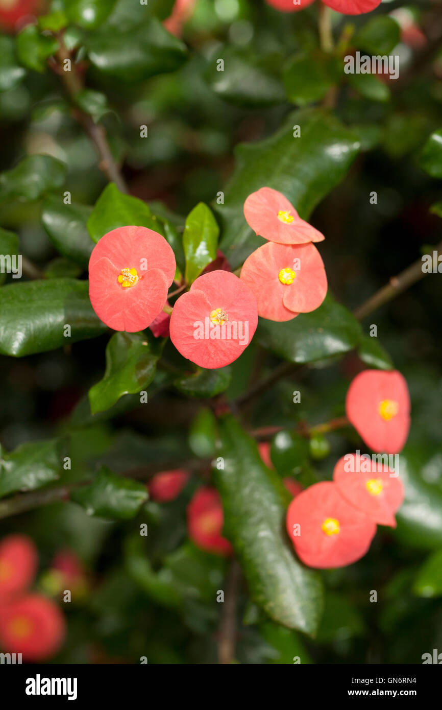 Euphorbia geroldii fiori piante, in via di estinzione e nativi del Madagascar Foto Stock