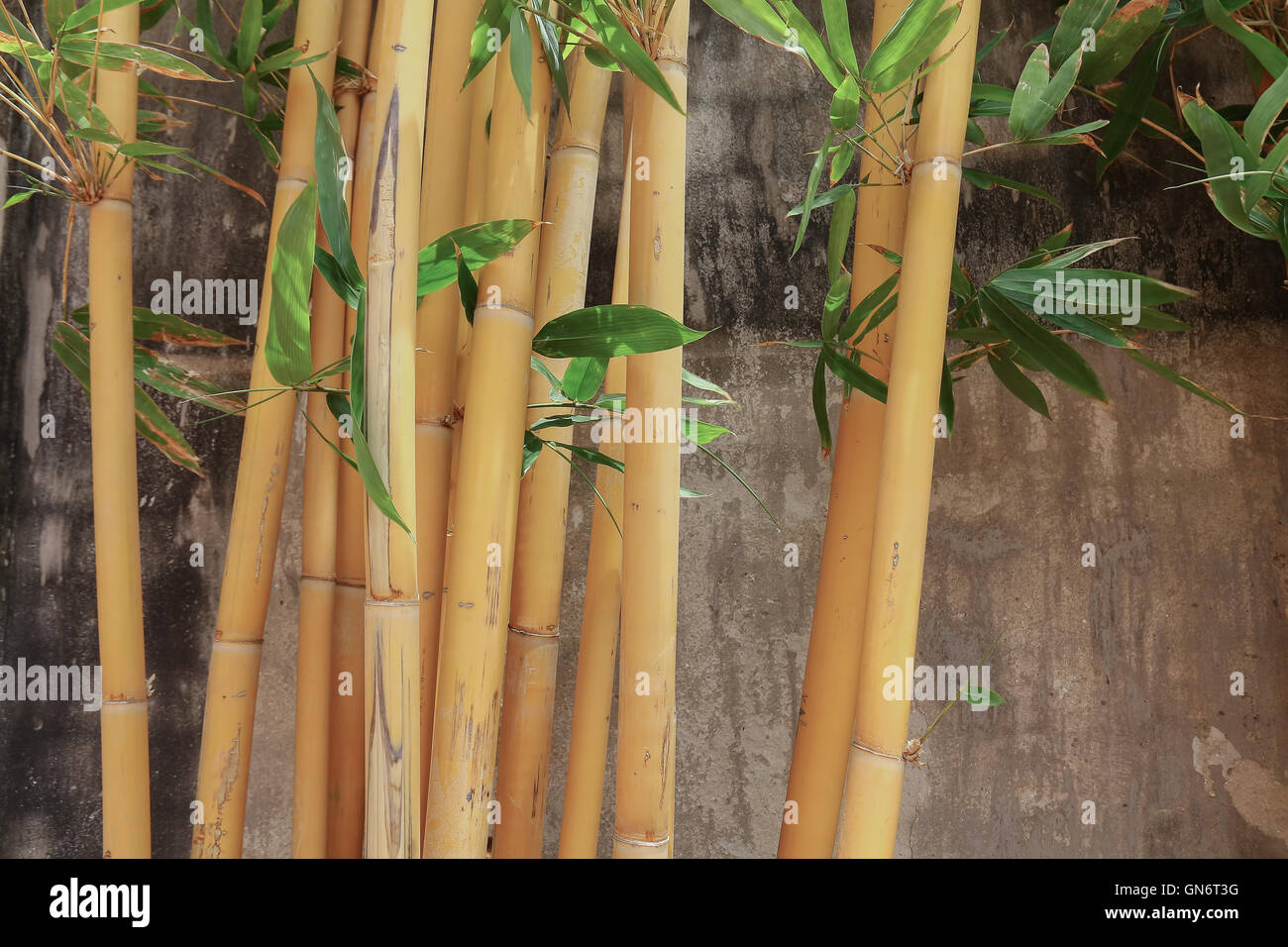 Bambù di messa a fuoco selezionata Foto Stock