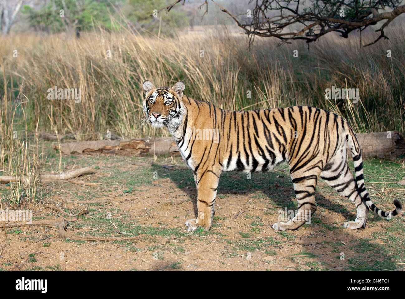 L'immagine di Machlis cub tigre del Bengala ( Panthera tigris) nel Parco nazionale di Ranthambore, Rajasthan, India Foto Stock
