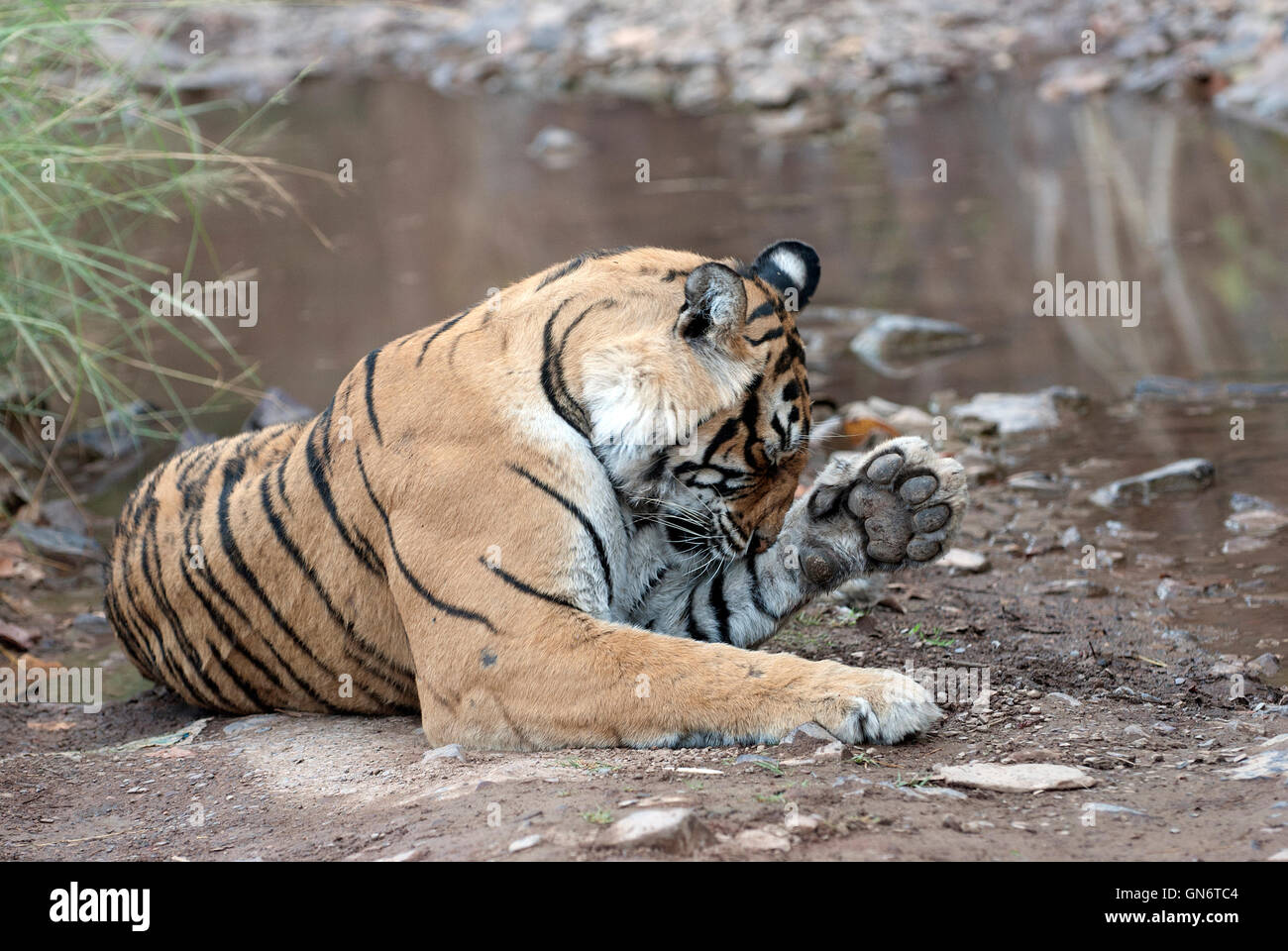 L'immagine di Machli tigre del Bengala ( Panthera tigris) nel Parco nazionale di Ranthambore, India Foto Stock