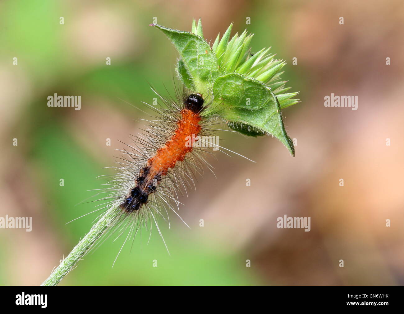 Hairy red caterpillar nero con la testa e la coda si trova in una giungla tropicale Foto Stock