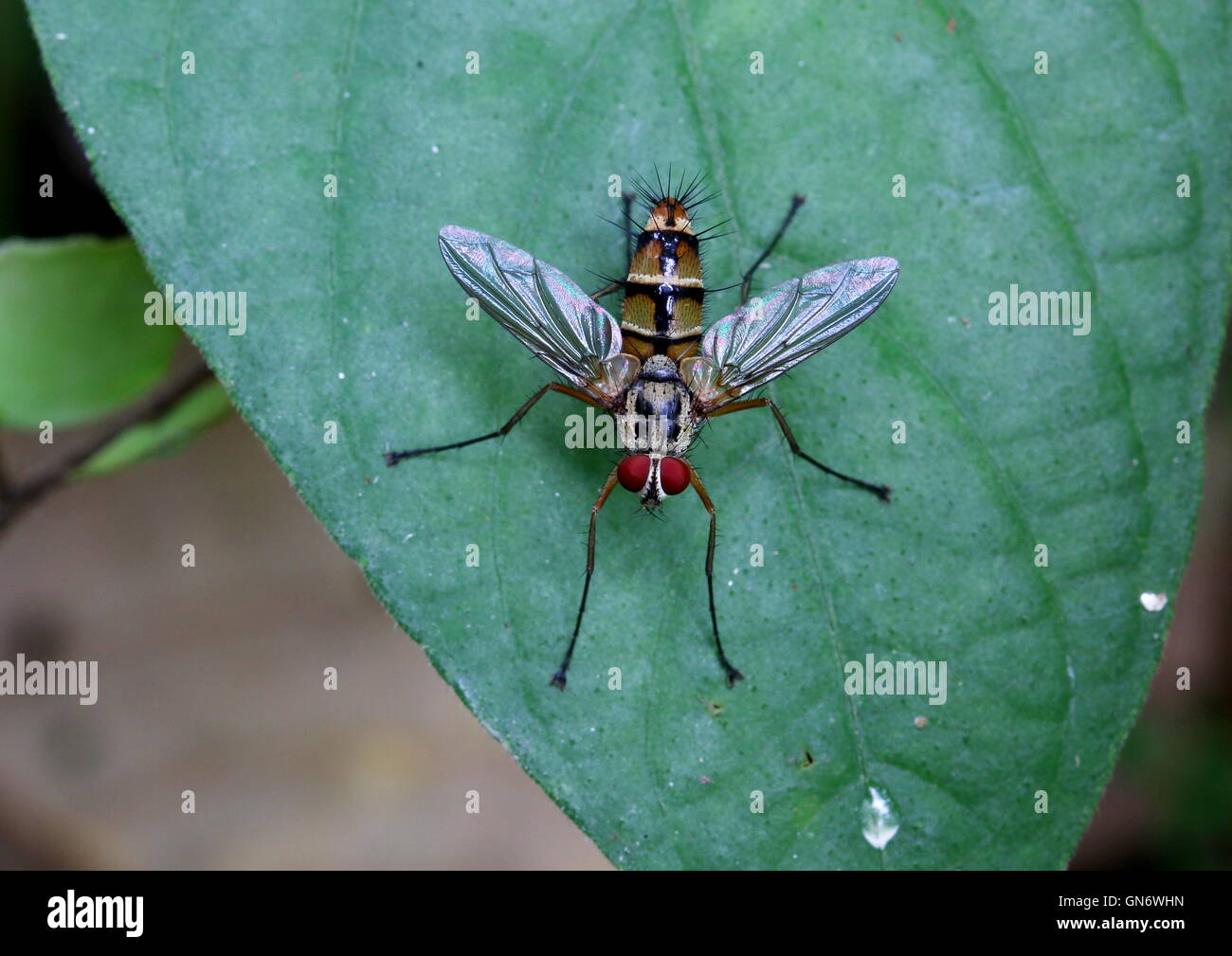 Fly colorati trovati nella giungla tropicale Foto Stock