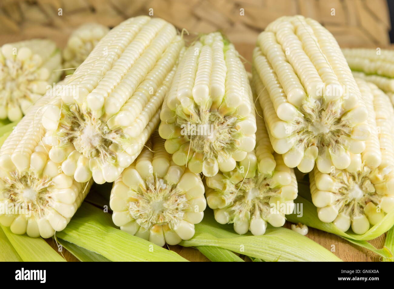 Appena raccolte le pannocchie di mais in una riga Foto Stock