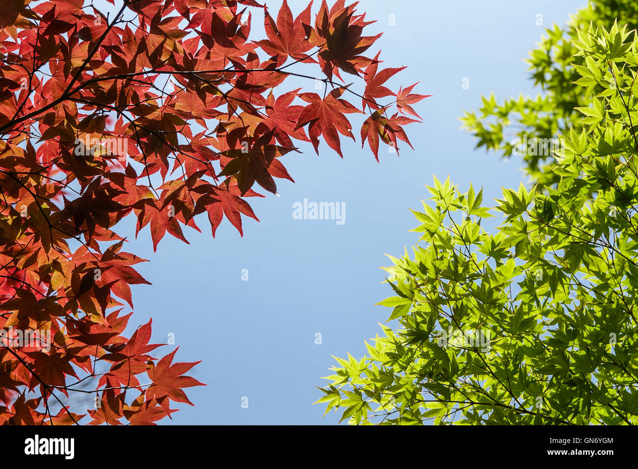 Foglie di autunno, Yufu, Giappone Foto Stock