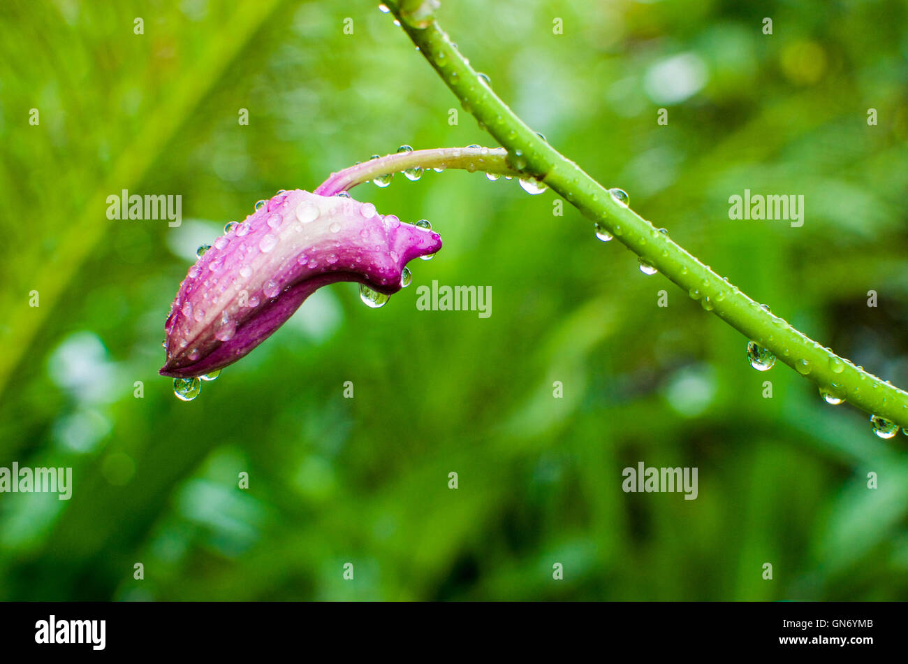 Close up di fiori di orchidea in Singapore famoso giardino botanico Foto Stock