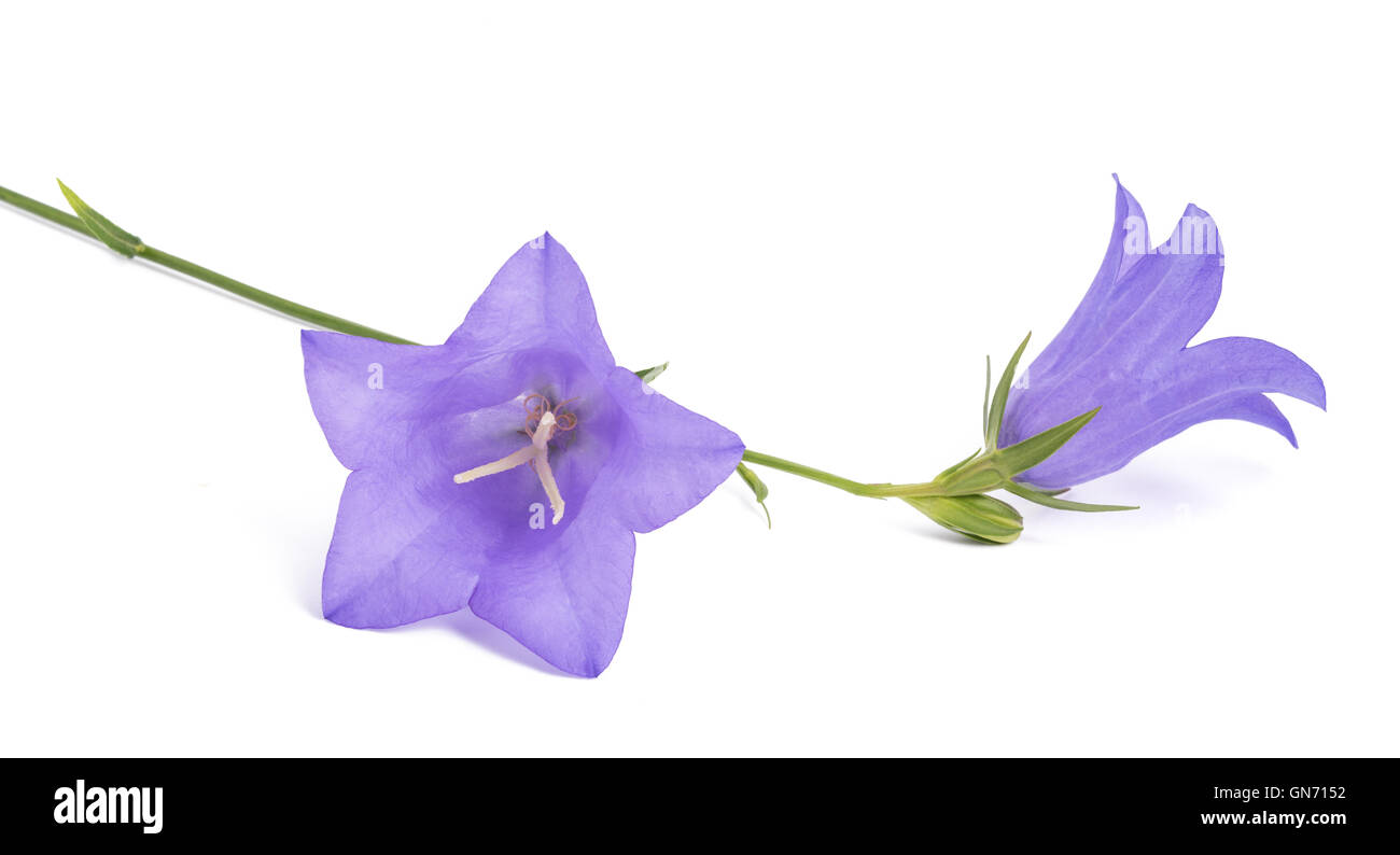 Campanule isolato su bianco. Campanula rotundifolia Foto Stock