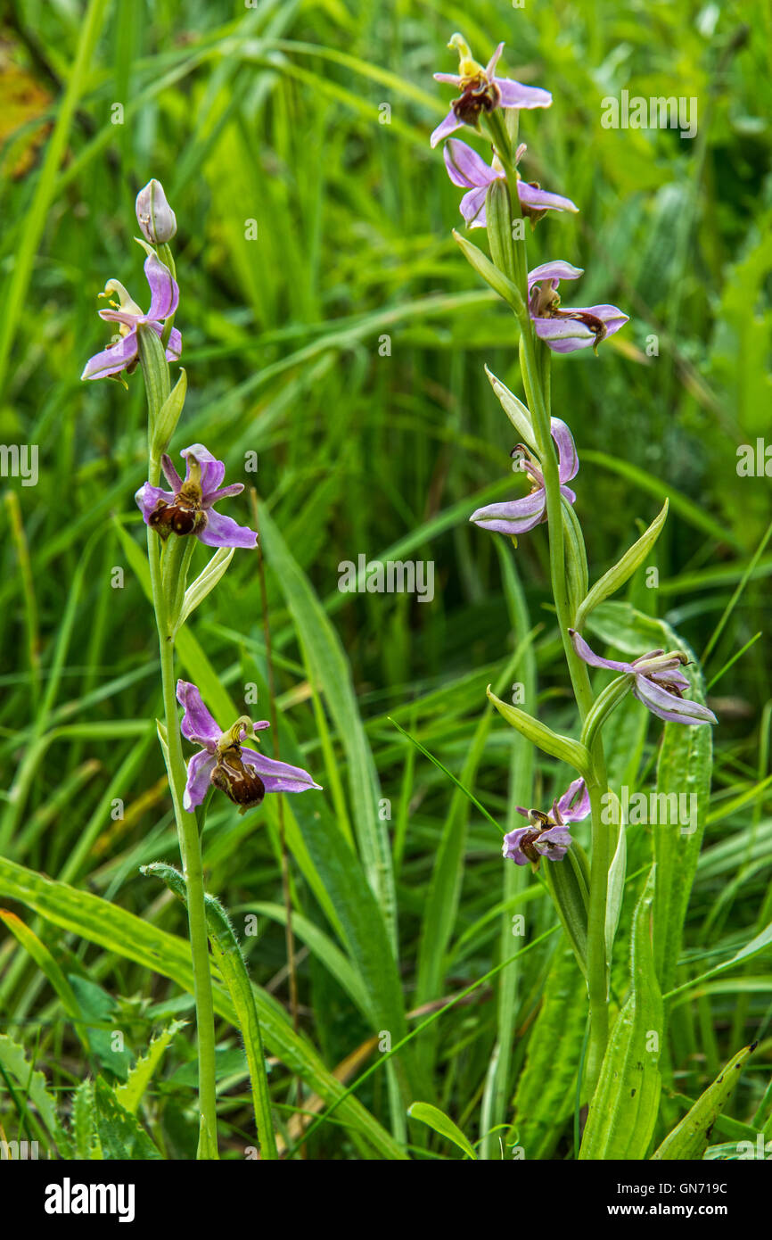 Bee Orchid - Ophrys apifera, Orchidaceae. Trovato a Willington, Derbyshire, Regno Unito Foto Stock