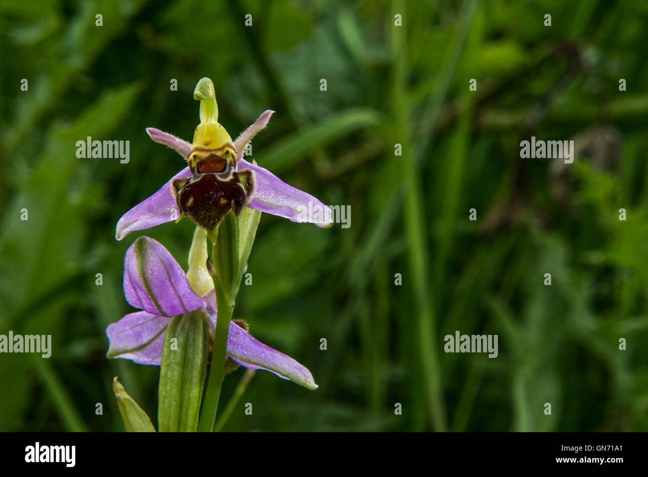 Bee Orchid - Ophrys apifera, Orchidaceae. Trovato a Willington, Derbyshire, Regno Unito Foto Stock