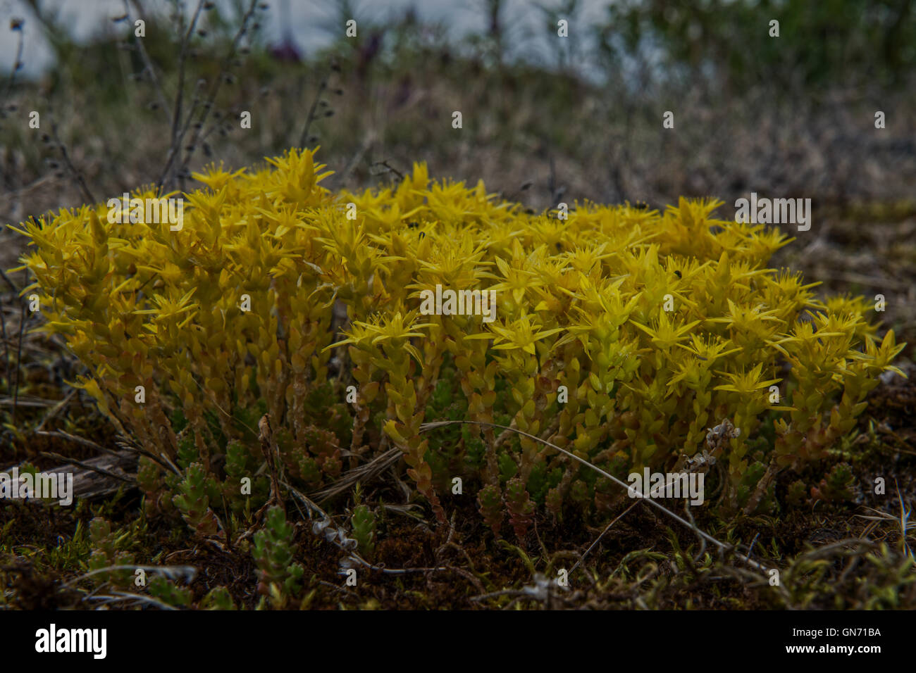 Sedum acre o comunemente noto come goldmoss stonecrop, mossy stonecrop, goldmoss sedum, mordere stonecrop e wallpepper. Foto Stock