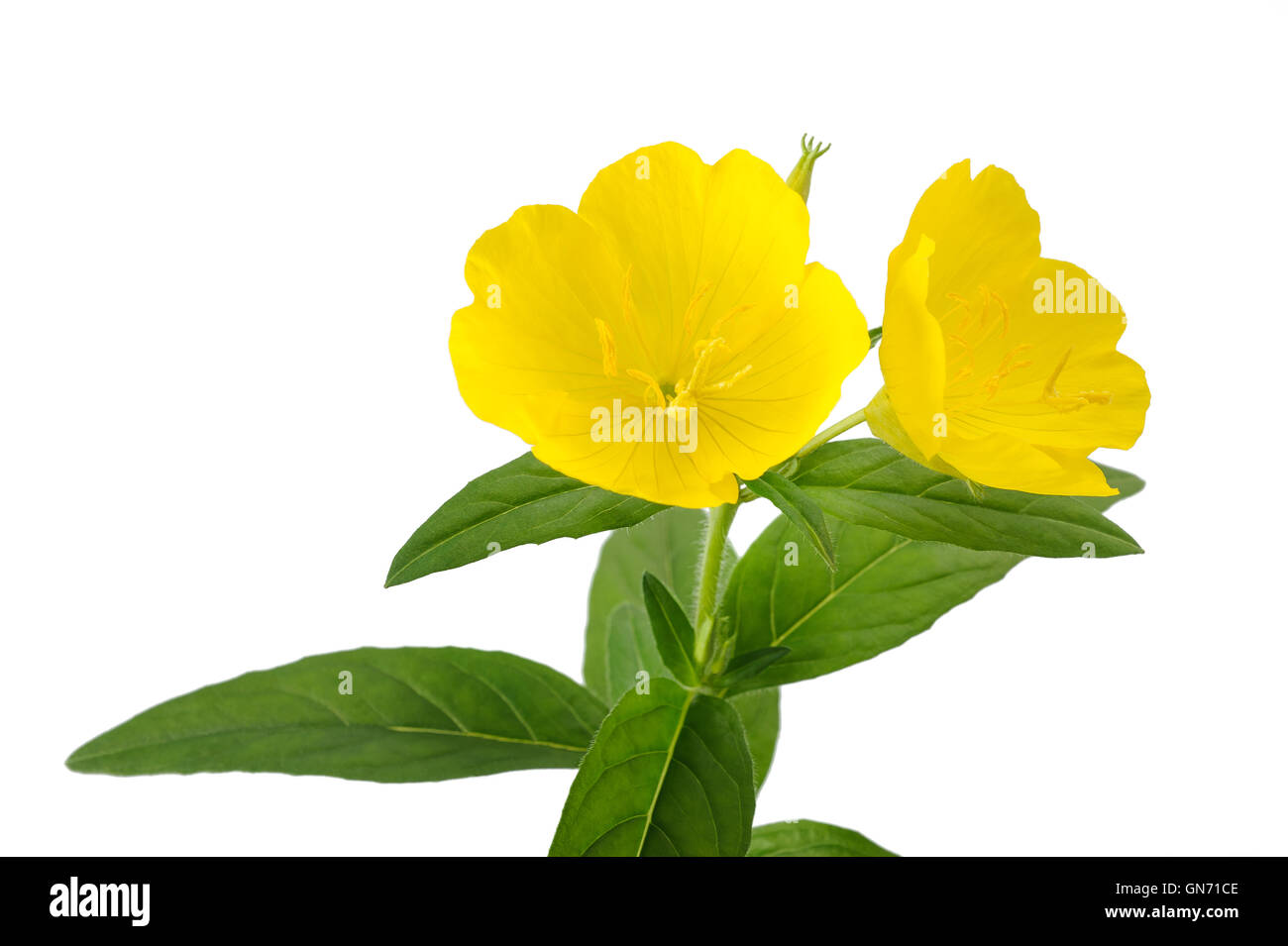 Enagra fiori isolati su bianco Foto Stock