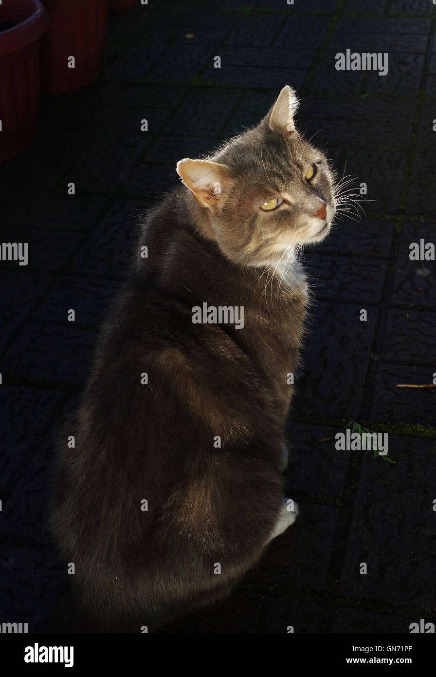 Tabby cat con sfondo scuro Foto Stock