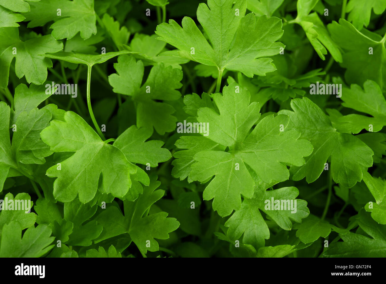 Sullo sfondo di un fresco verde di prezzemolo Foto Stock