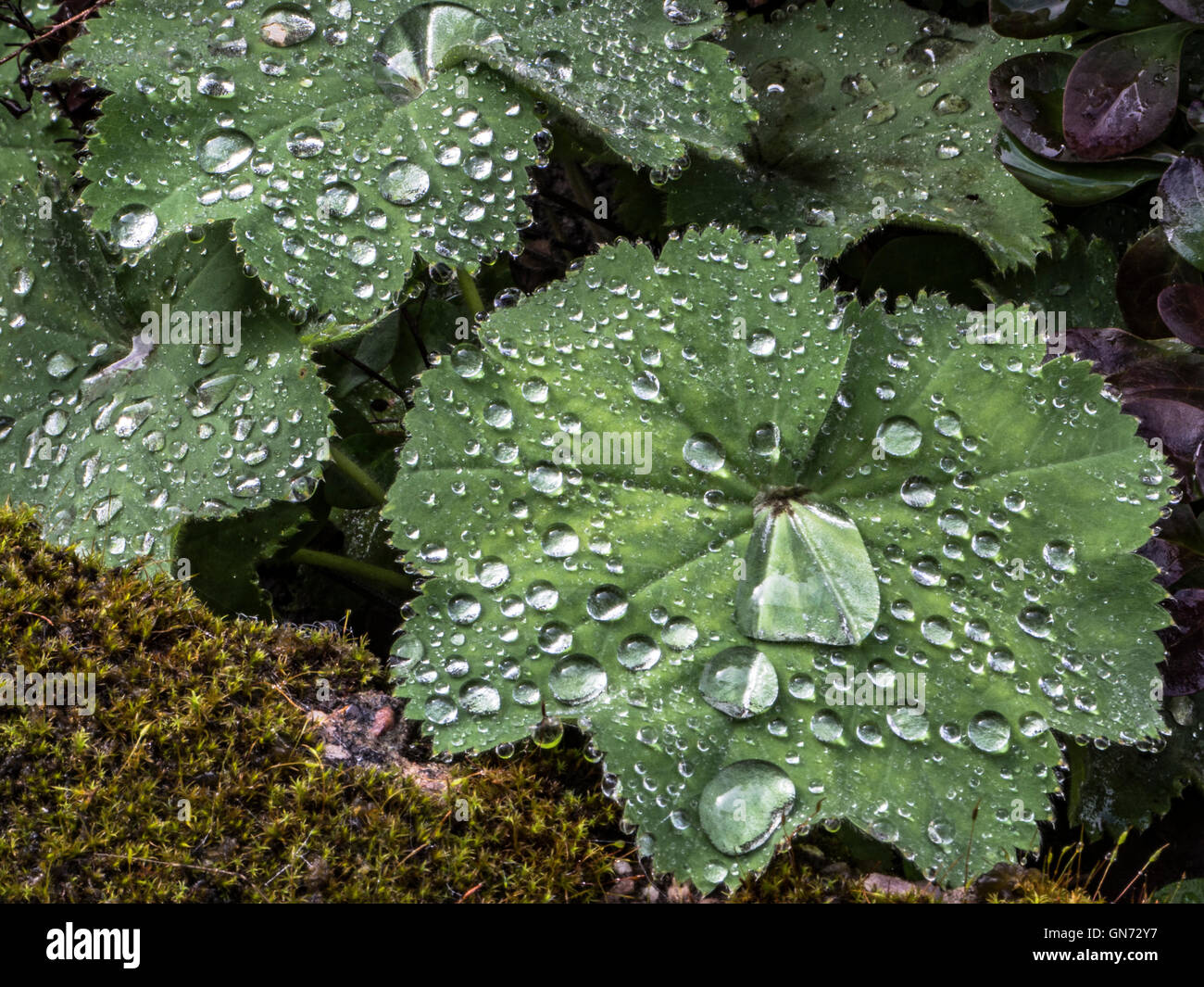 La pioggia le goccioline di acqua si raccolgono sulle foglie Foto Stock