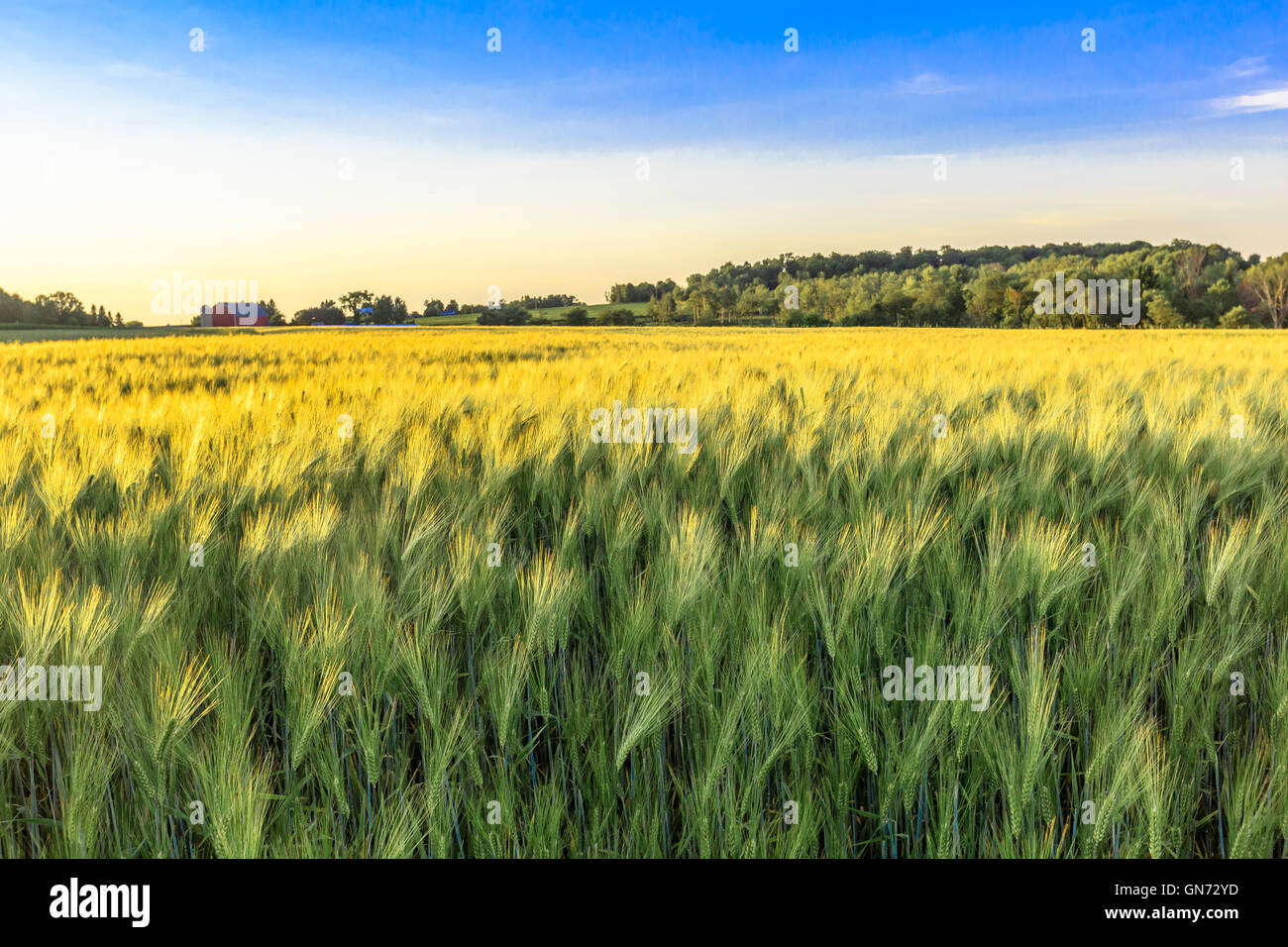 Un campo di grano in Wisconsin durante il tardo pomeriggio. Foto Stock