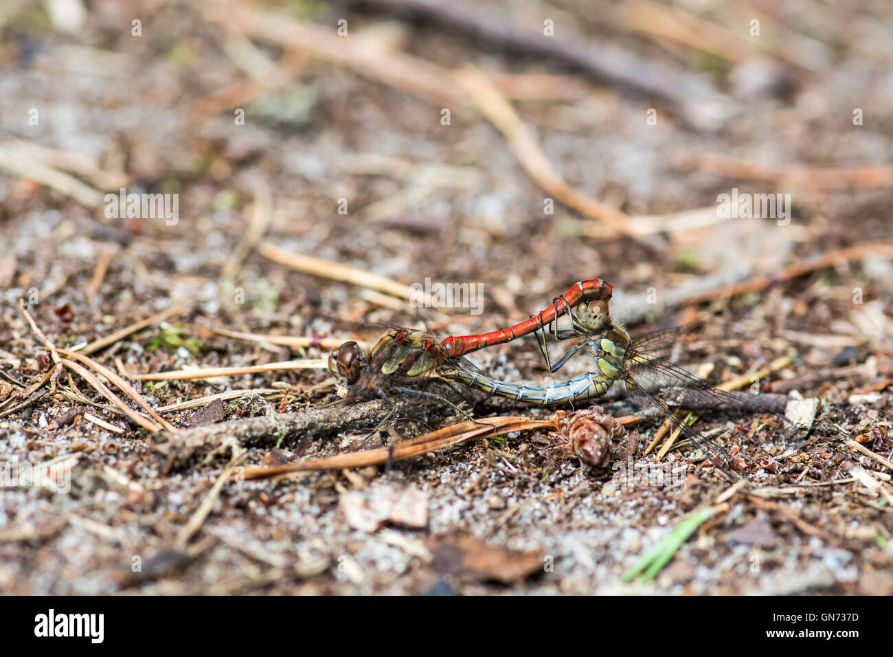Comune di libellule darter (Sympetrum striolatum), coppia di accoppiamento Foto Stock