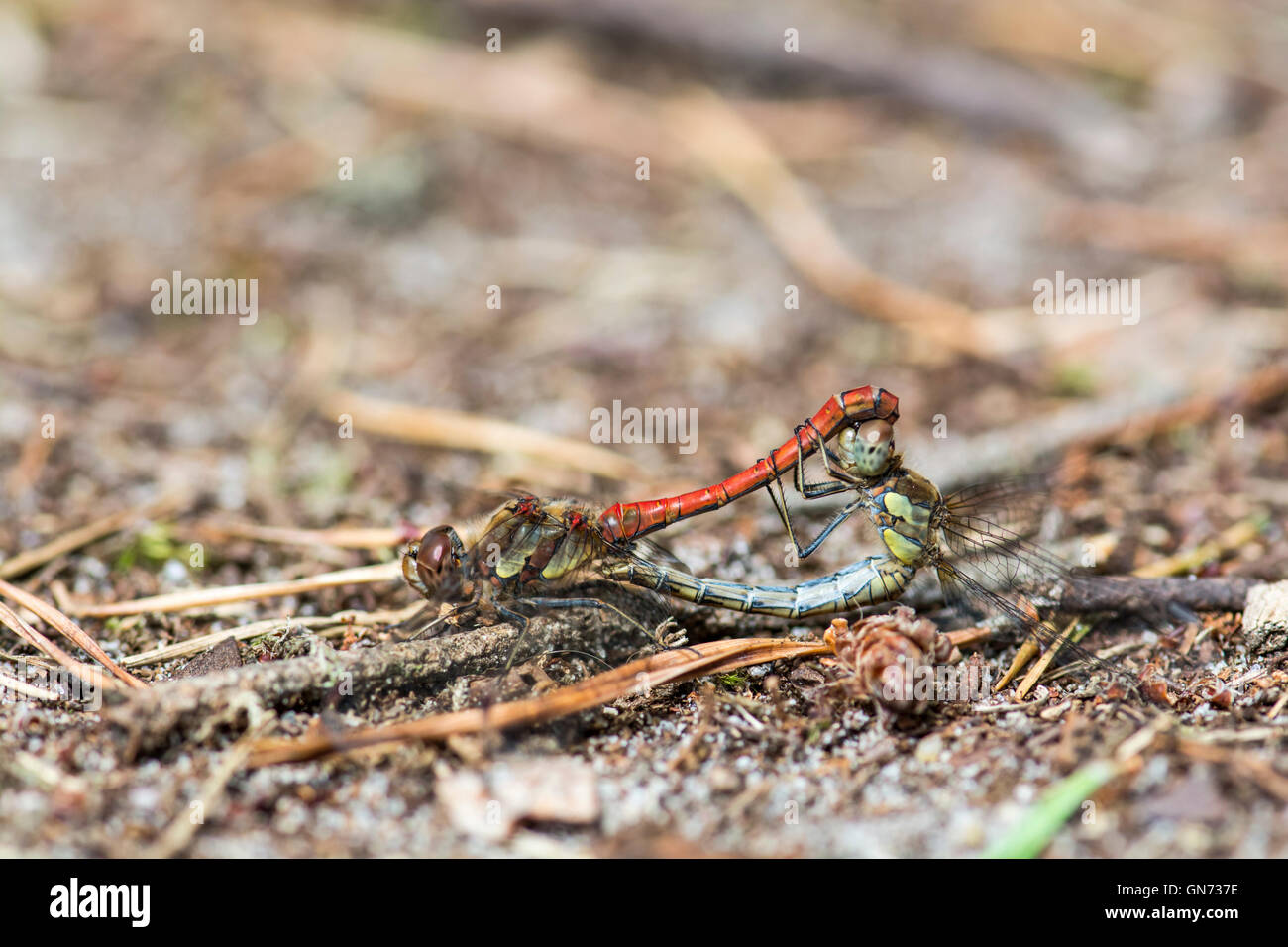 Comune di libellule darter (Sympetrum striolatum), coppia di accoppiamento Foto Stock