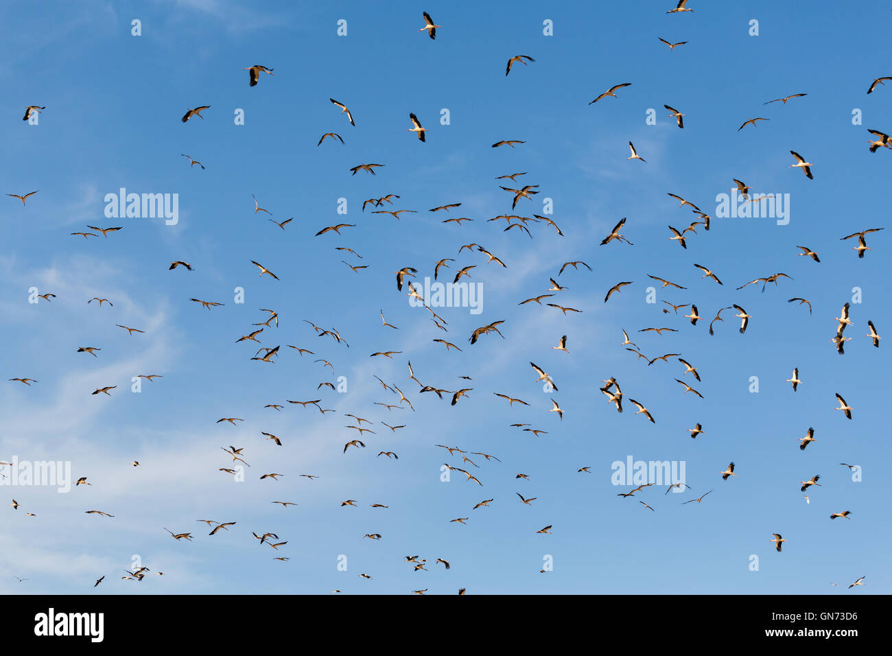 Gli uccelli cicogne volare su sfondo blu cielo Foto Stock