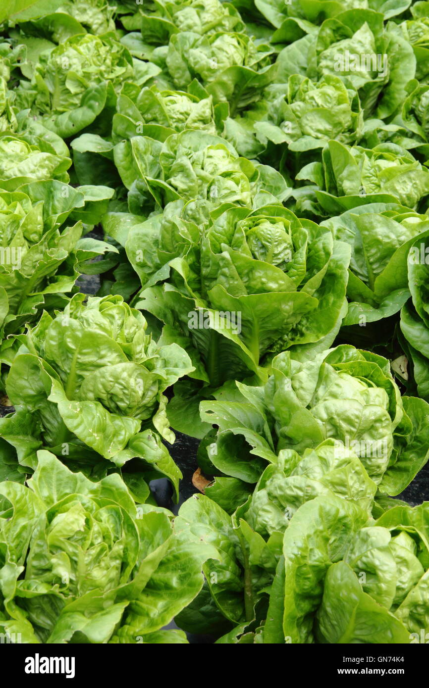 Le lattughe coltivate utilizzando un organico di tecnica di giardinaggio utilizzando blac telone di pacciamatura per sopprimere le erbacce in un giardino inglese impostazione Foto Stock