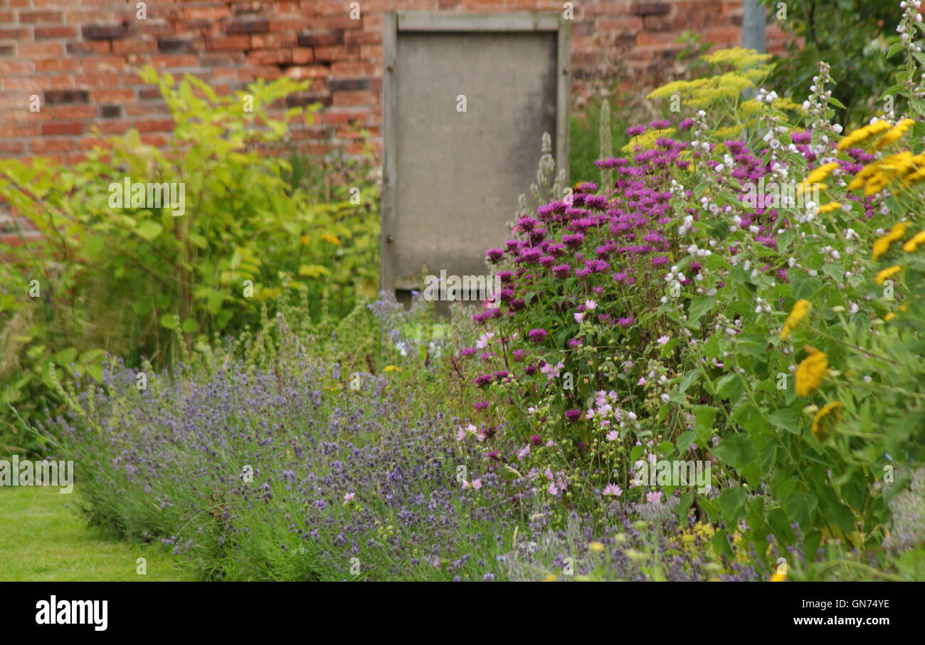 Un confine erbacee dotate di lavanda, echinacea e la camomilla in un tradizionale inglese il giardino murato in una soleggiata giornata d agosto REGNO UNITO Foto Stock