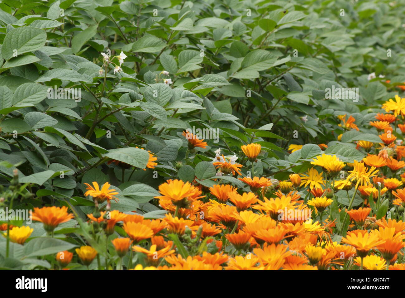 Le calendule (calendula officinalis) utilizzato come un compagno di impianto per dissuadere i parassiti da verdure adiacenti in un orto, REGNO UNITO Foto Stock