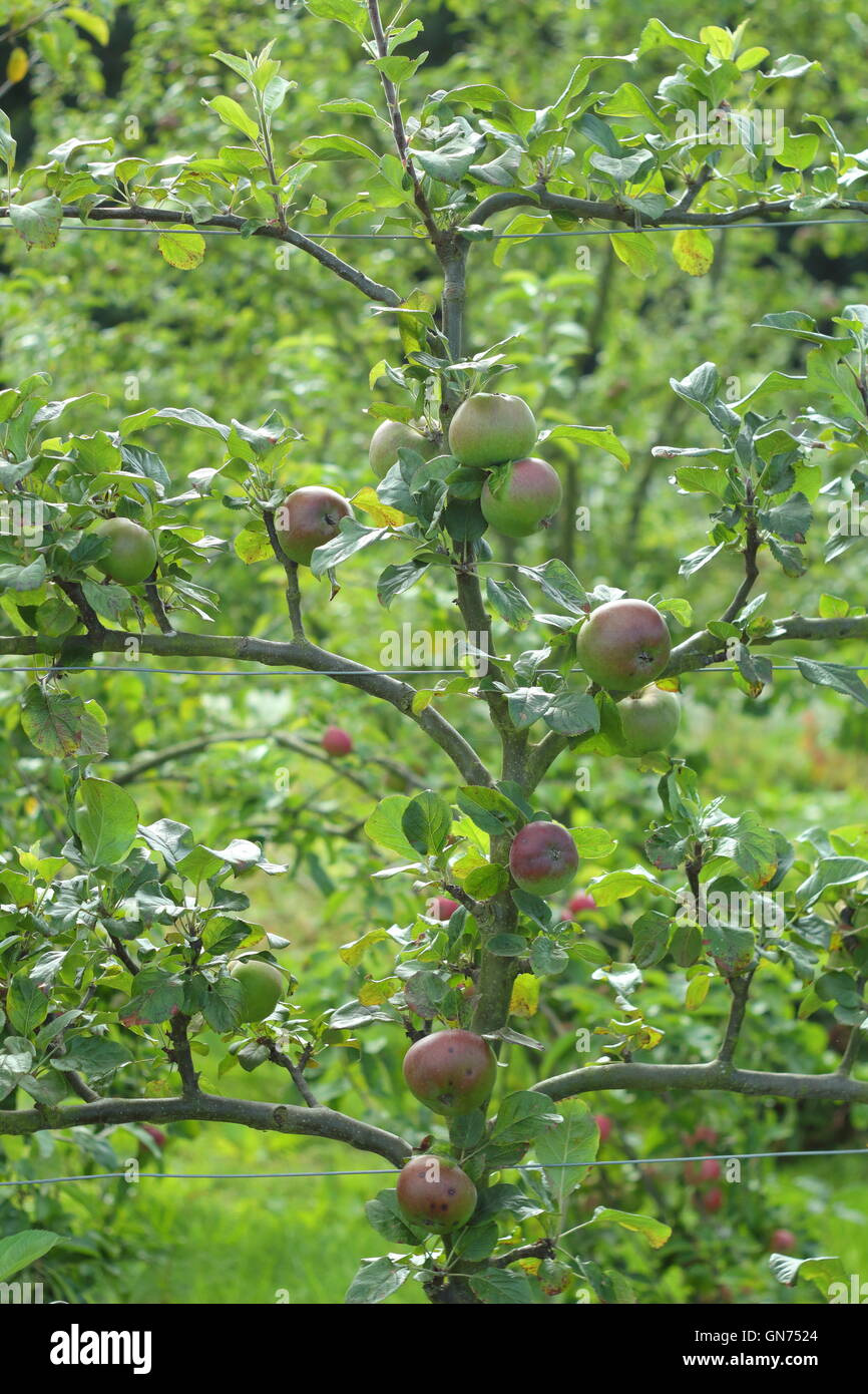 Mele addestrati per crescere come espaliers su un traliccio di filo in un inglese Orchard Garden - agosto Foto Stock