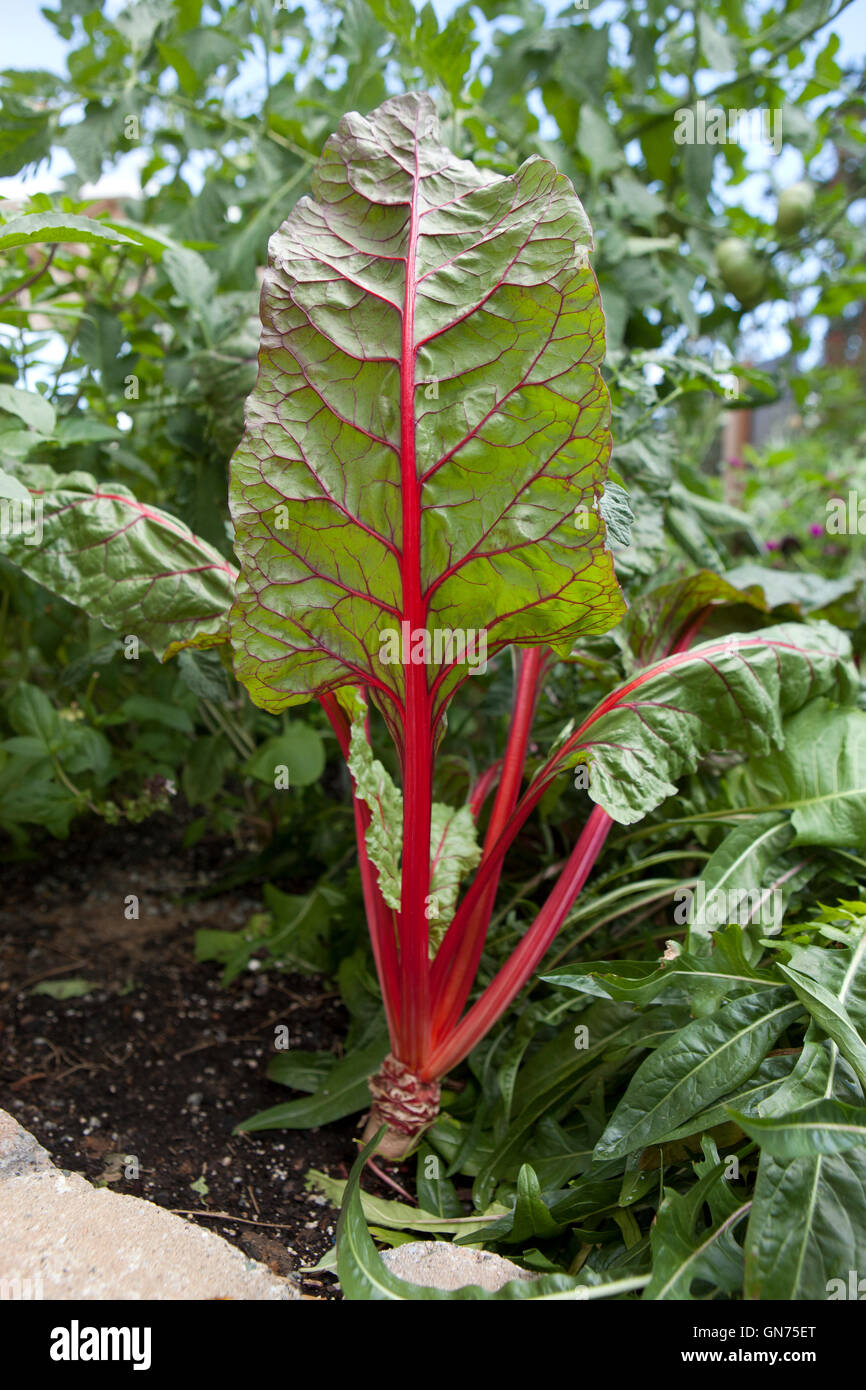 Le bietole che cresce in giardino - USA Foto Stock