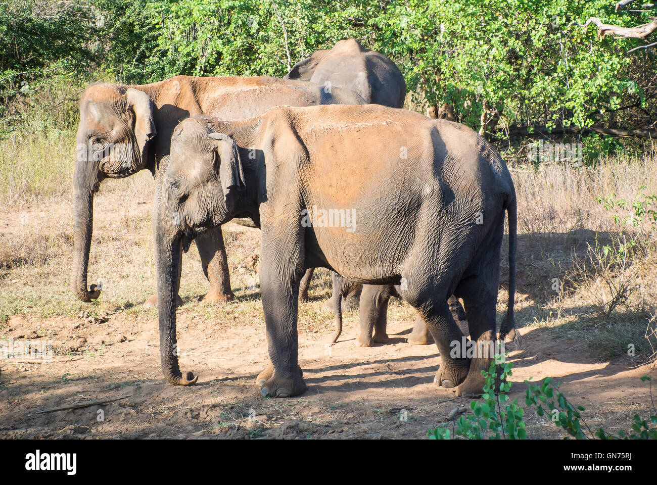 Gli elefanti al Udawalawe parco nazionale dello Sri Lanka Foto Stock
