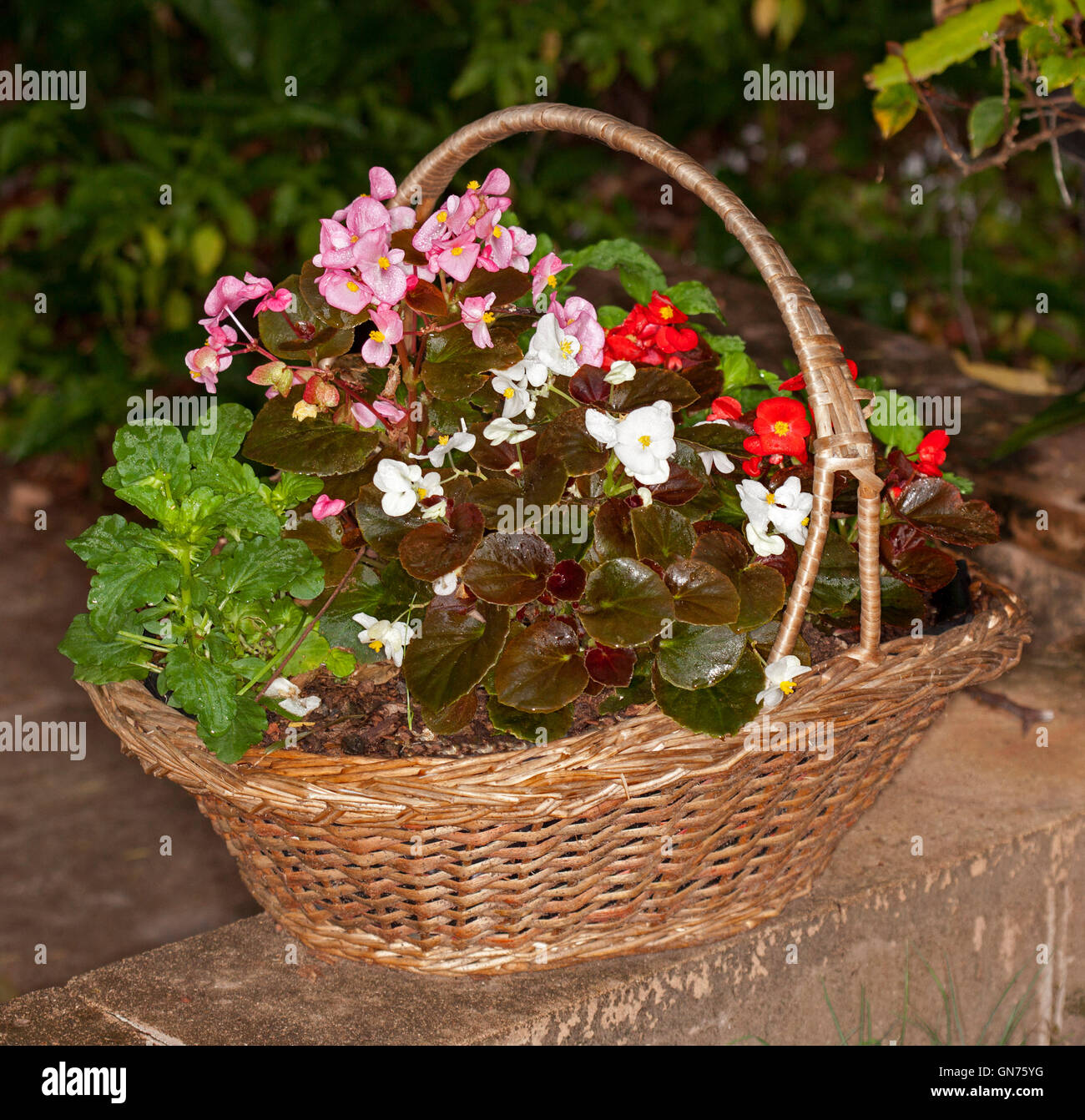 Cluster di lettiera begonie con vivaci rosa, il rosso e il bianco dei fiori e il rosso e il verde delle foglie che crescono in grandi contenitori decorativi - riciclato cesto in vimini Foto Stock