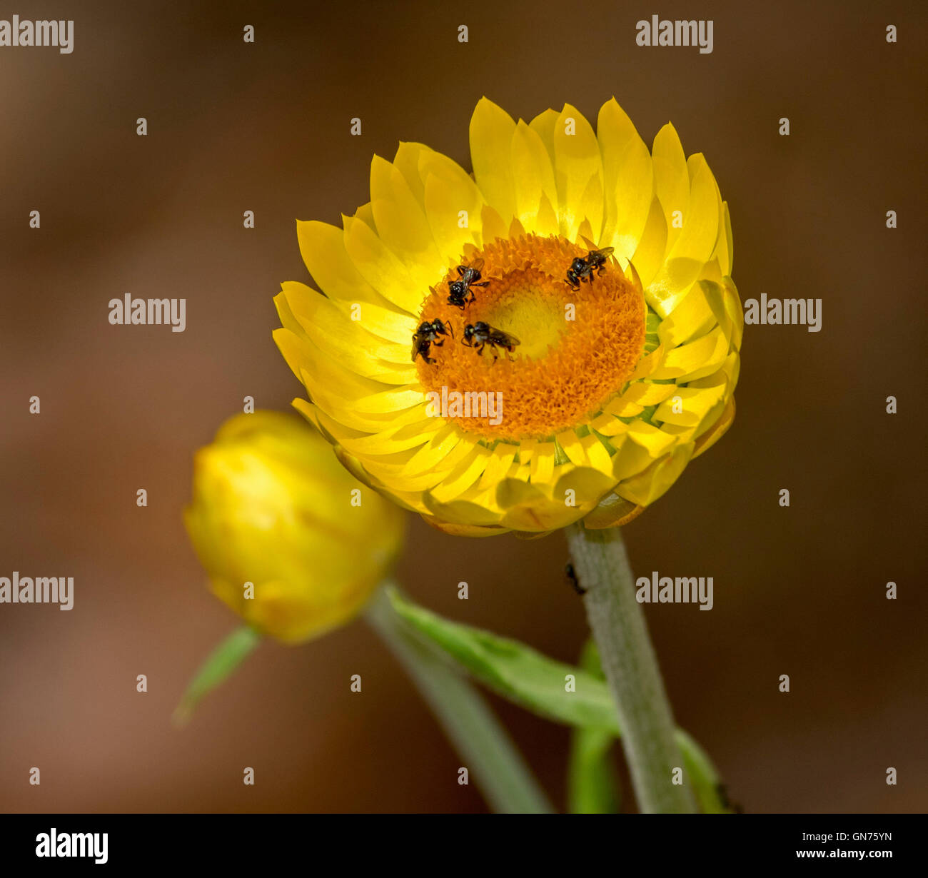 Australian millefiori, splendida d'oro giallo fiore di Bracteantha bracteata, eterno Margherita con le API native, sfondo marrone Foto Stock