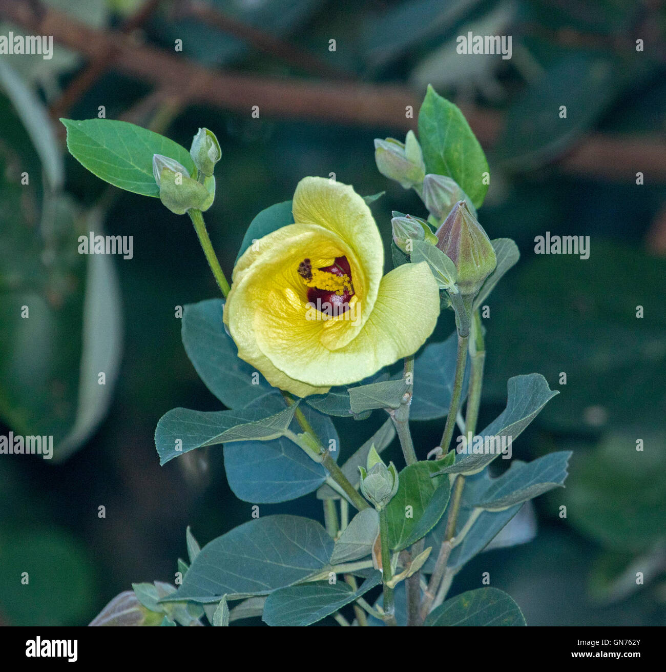 Bel colore giallo con fiori selvaggi rosso scuro gola di Hibiscus tilliaceus, pioppi neri americani / cotton tree, con boccioli e foglie verdi Foto Stock