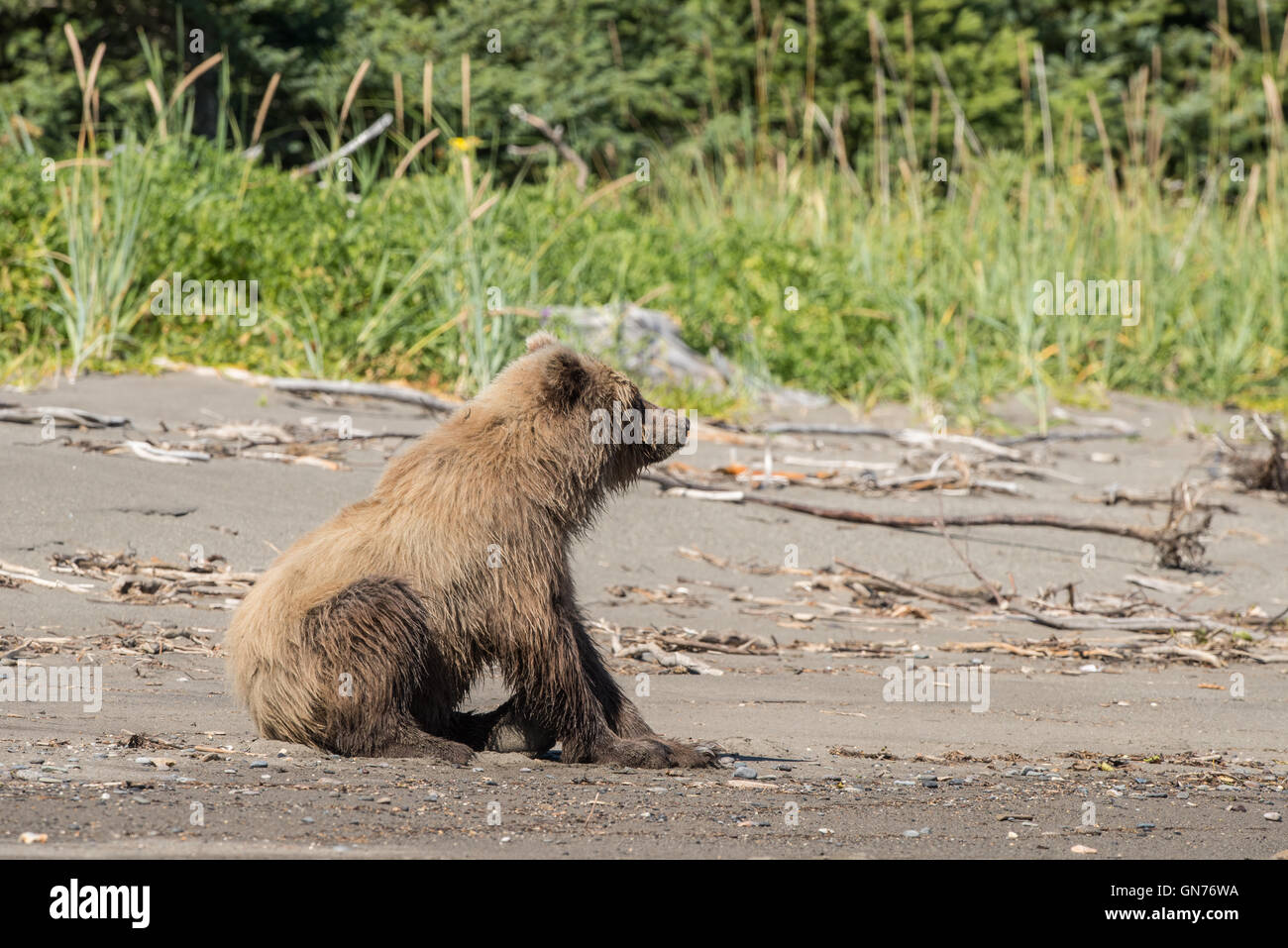 Alaskan orso bruno seduto sulla spiaggia. Foto Stock