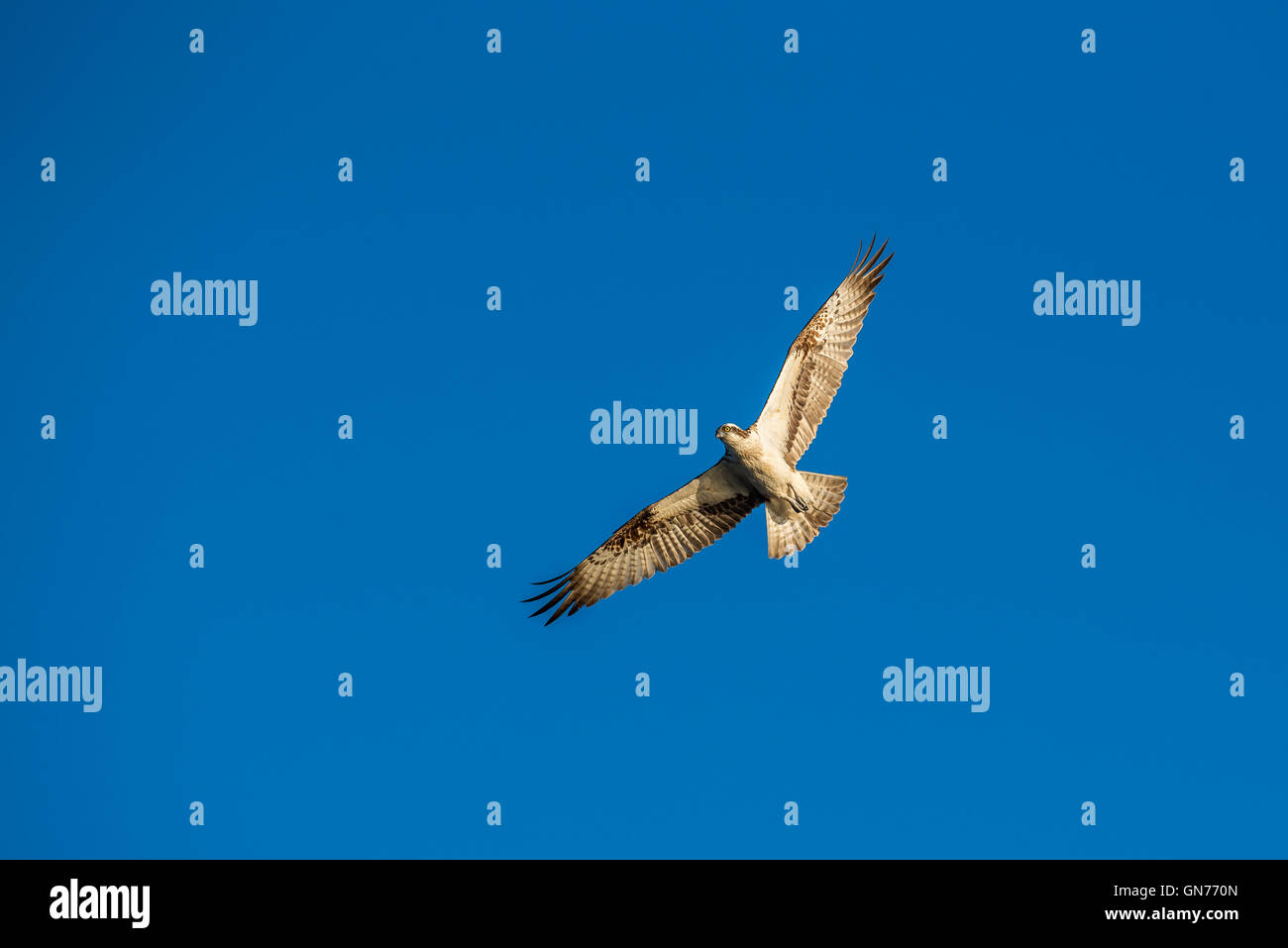 Osprey battenti in cerca di cibo Foto Stock