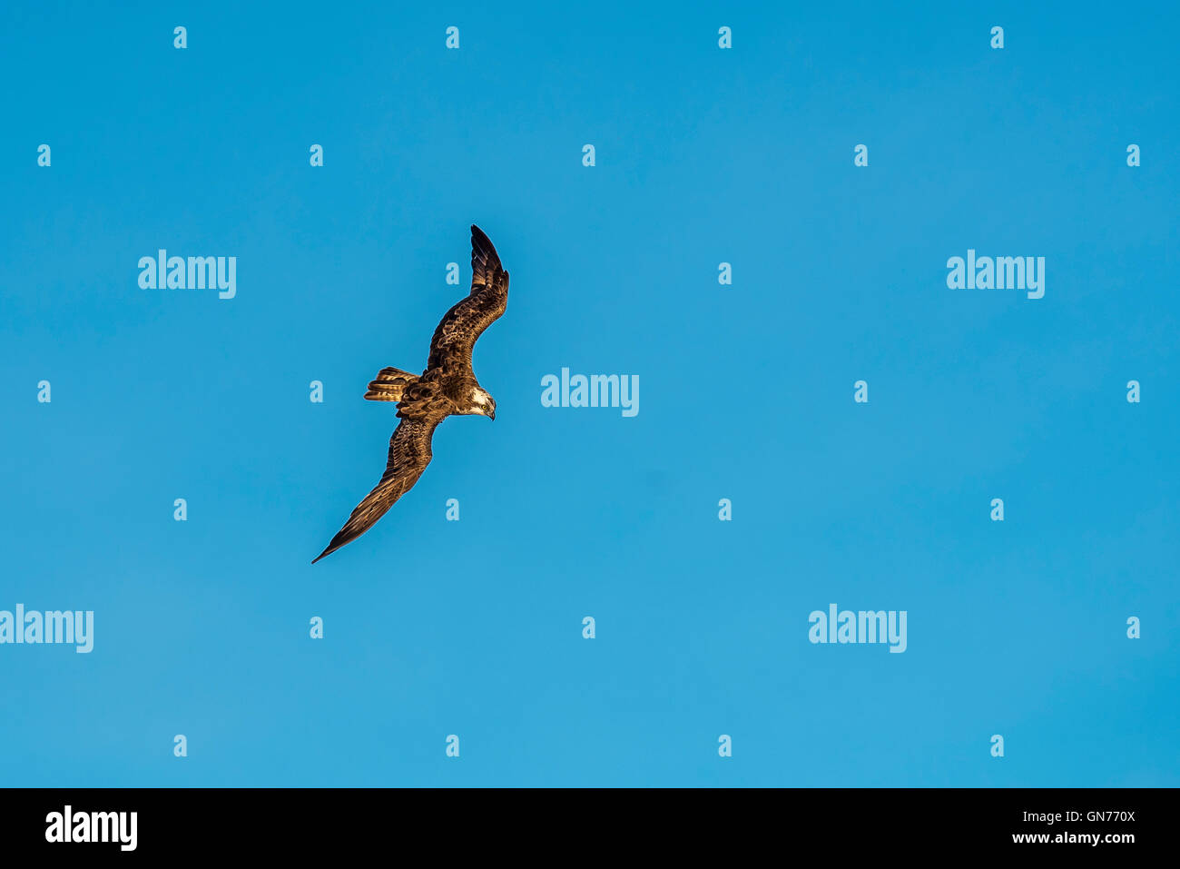 Osprey battenti in cerca di cibo Foto Stock