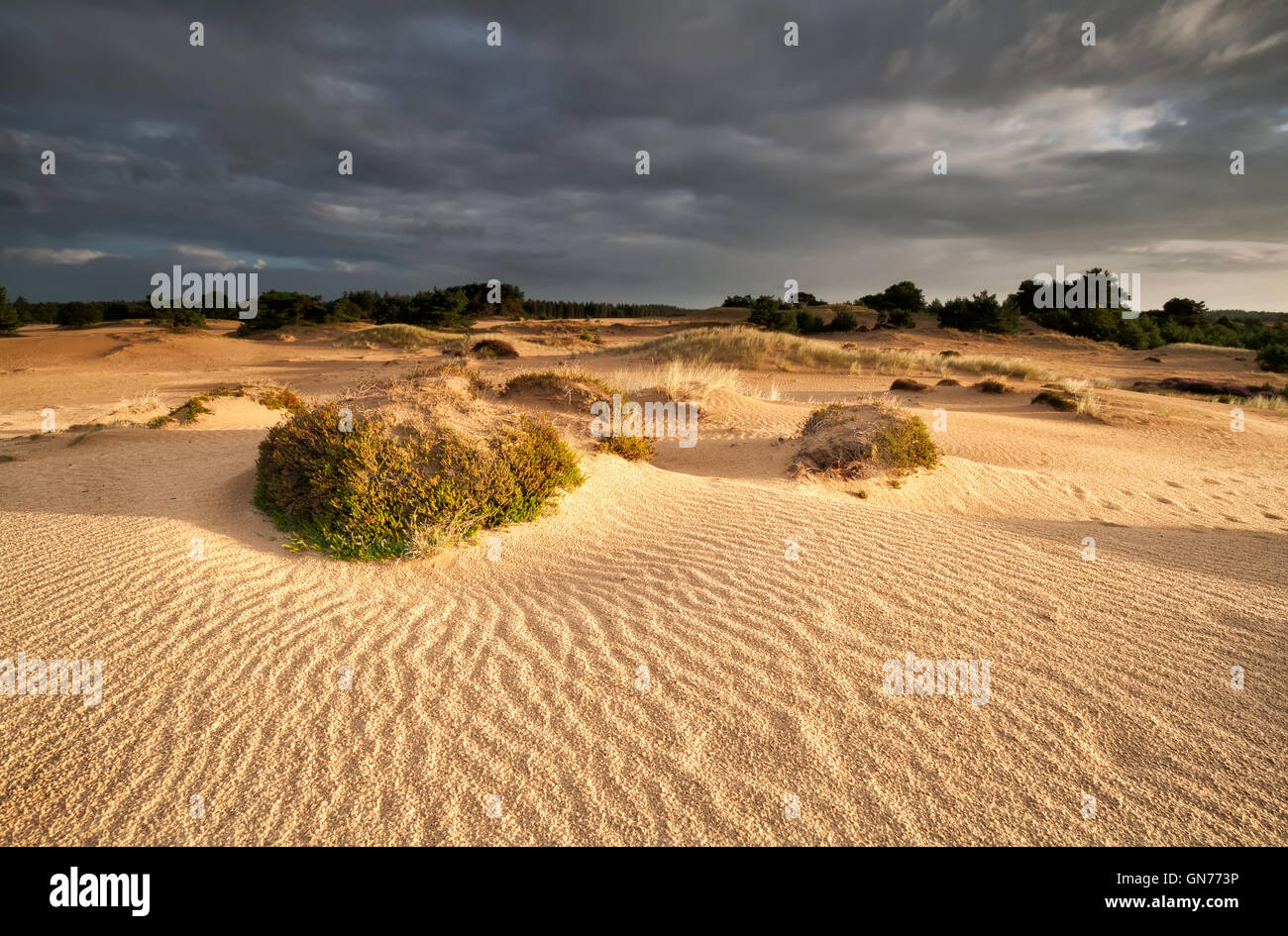 Texture su dune di sabbia nel sole mattutino, Paesi Bassi Foto Stock
