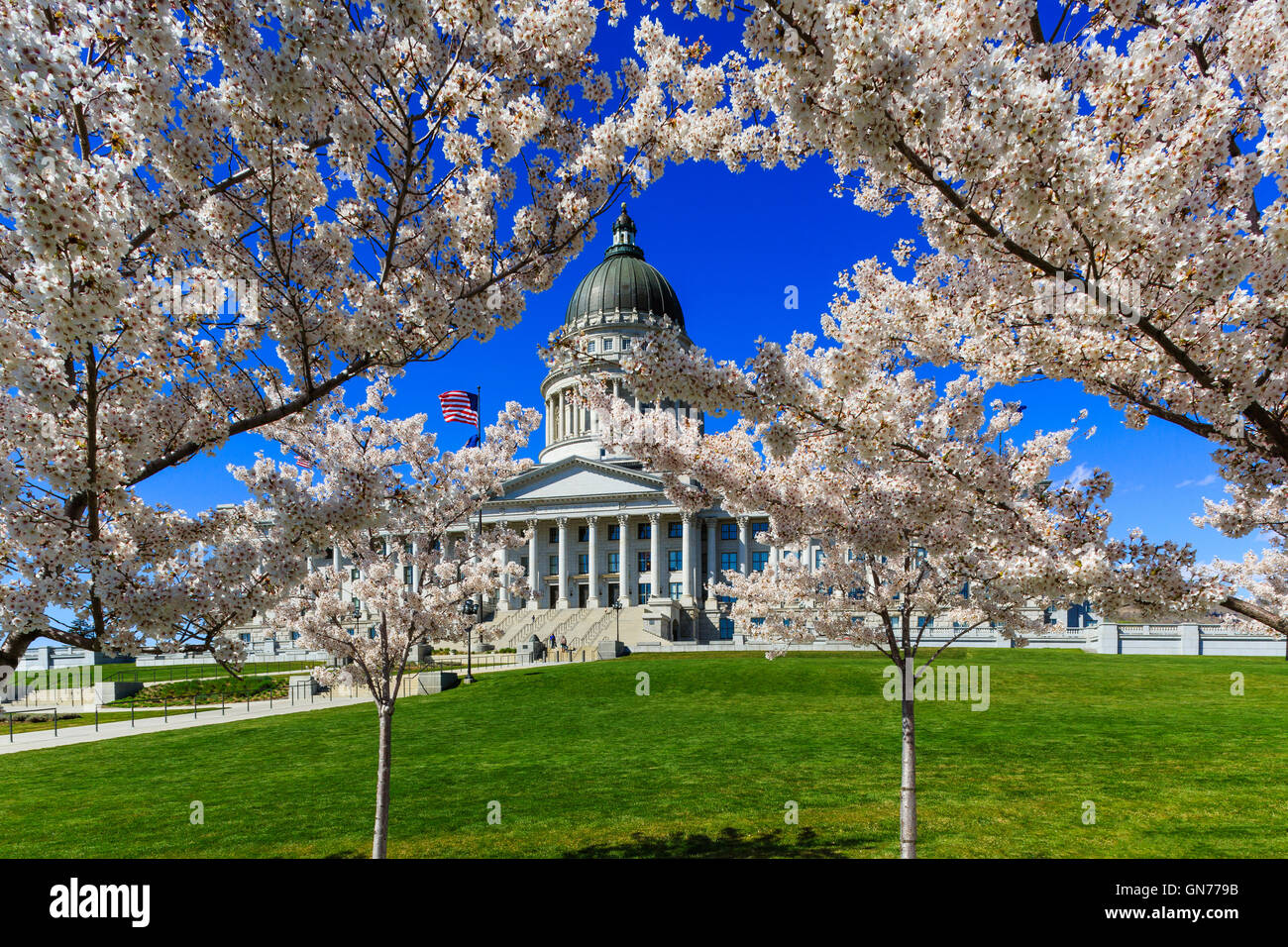 Yoshino ciliegi in fiore nell'angolo sud-ovest dello Utah State Capitol Building di Salt Lake City, Utah Foto Stock