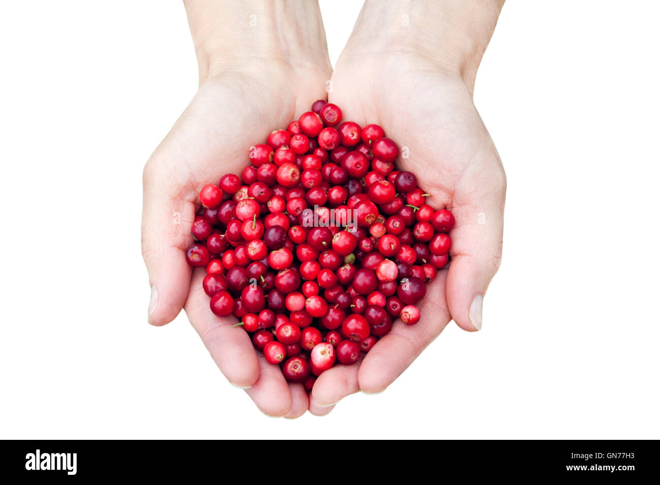 Womans mani rosso fresco lingonberries isolati su sfondo bianco Foto Stock
