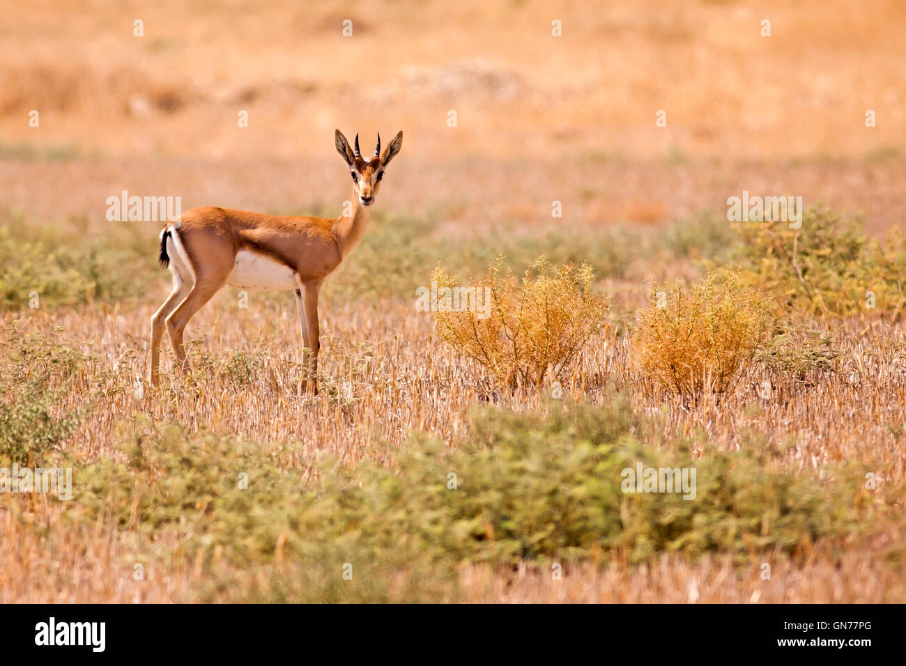 Montagna (Gazelle gazzella gazzella). La gazella di montagna è il più comune gazzella a Israele, che risiedono in gran parte in tre aree. Foto Stock