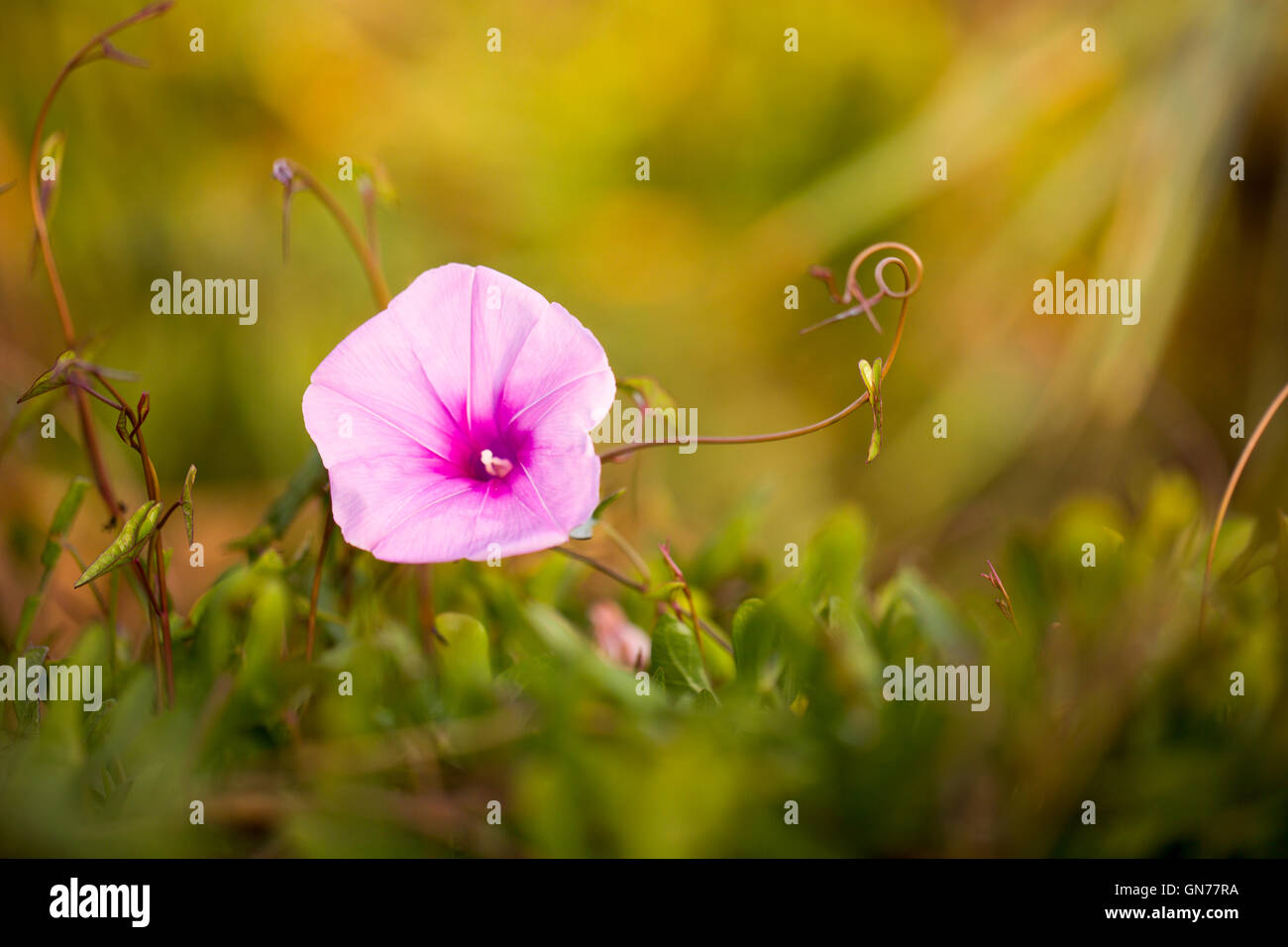 Saltmarsh gloria di mattina fiore (Ipomoea sagittata). Questa pianta rampicante abita nelle regioni costiere intorno all'est mediterranea Foto Stock