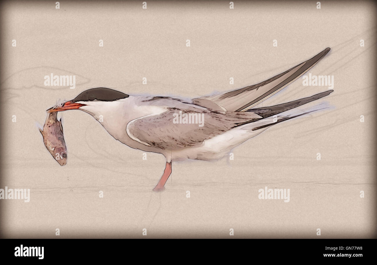 Tern comune (Sterna hirundo) adulto sulla spiaggia con un pesce nel suo conto. Questo uccello si trova nel sub-regioni artiche dell Euro Foto Stock