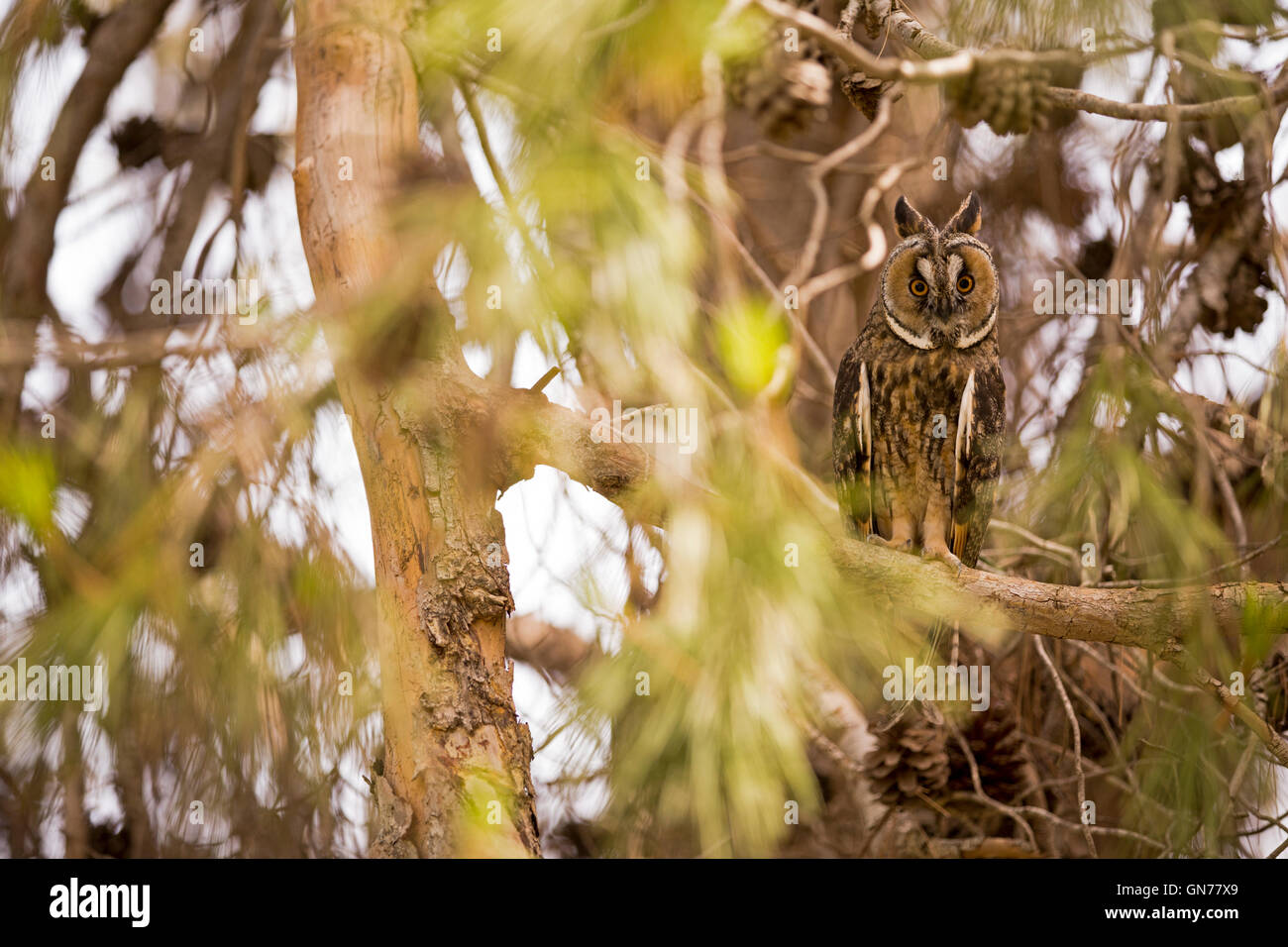 Gufo comune (Asio otus) in una struttura ad albero. Questo gufo abita bosco in prossimità di paese aperto tutto l'emisfero settentrionale. È str Foto Stock