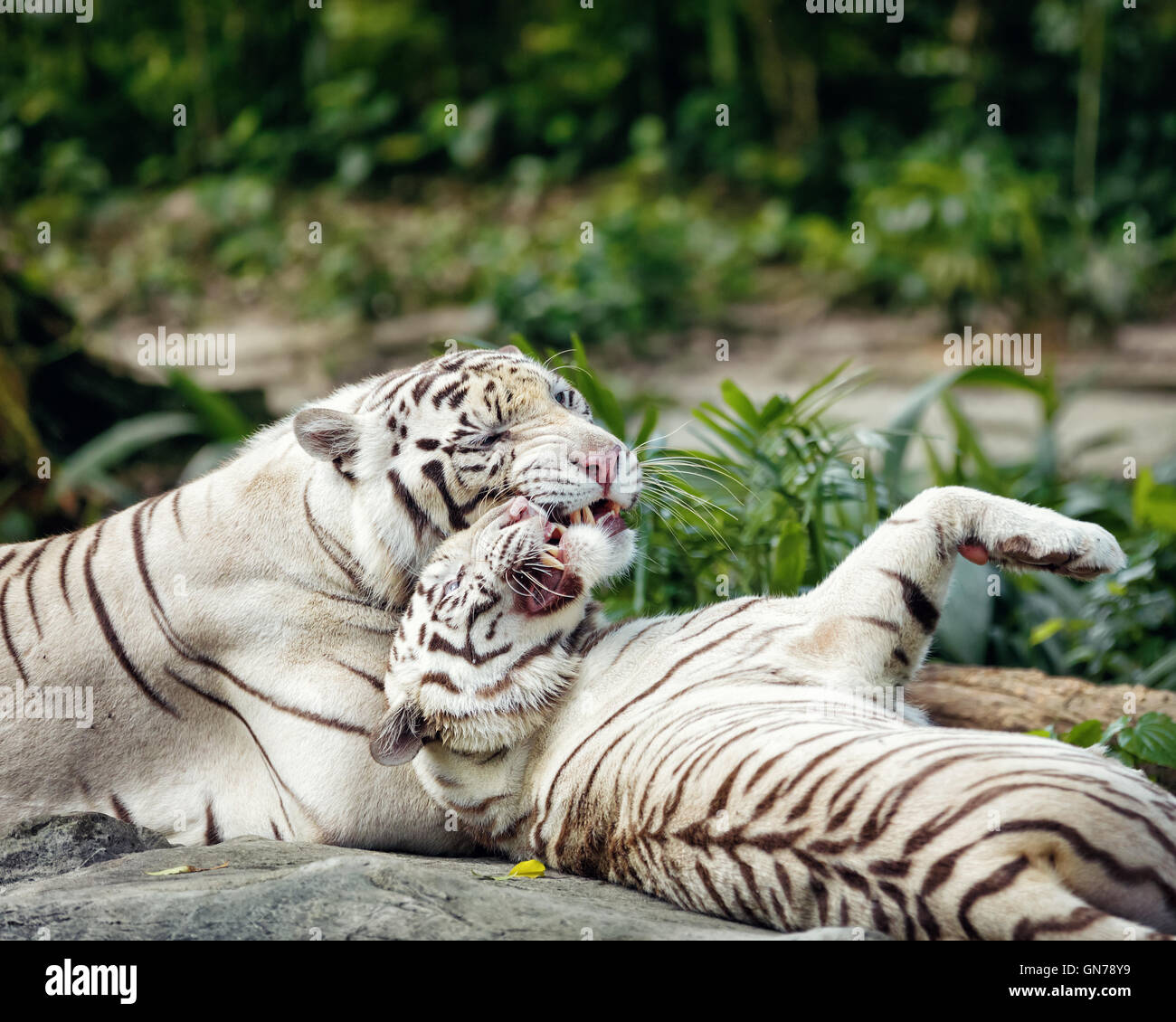 Animale selvatico in natura Foto Stock