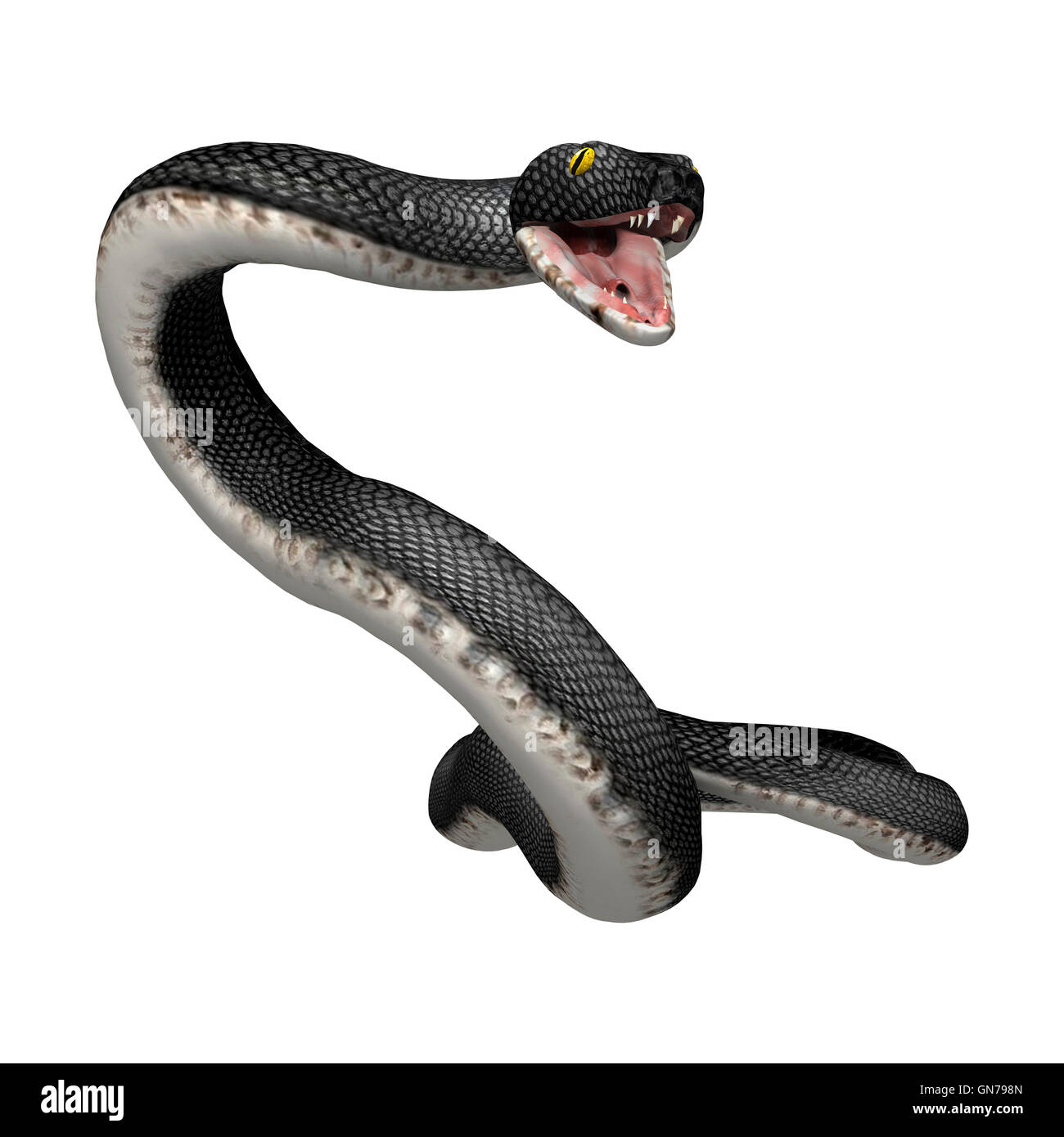 3D rendering di un nero meridionale racer snake isolati su sfondo bianco Foto Stock