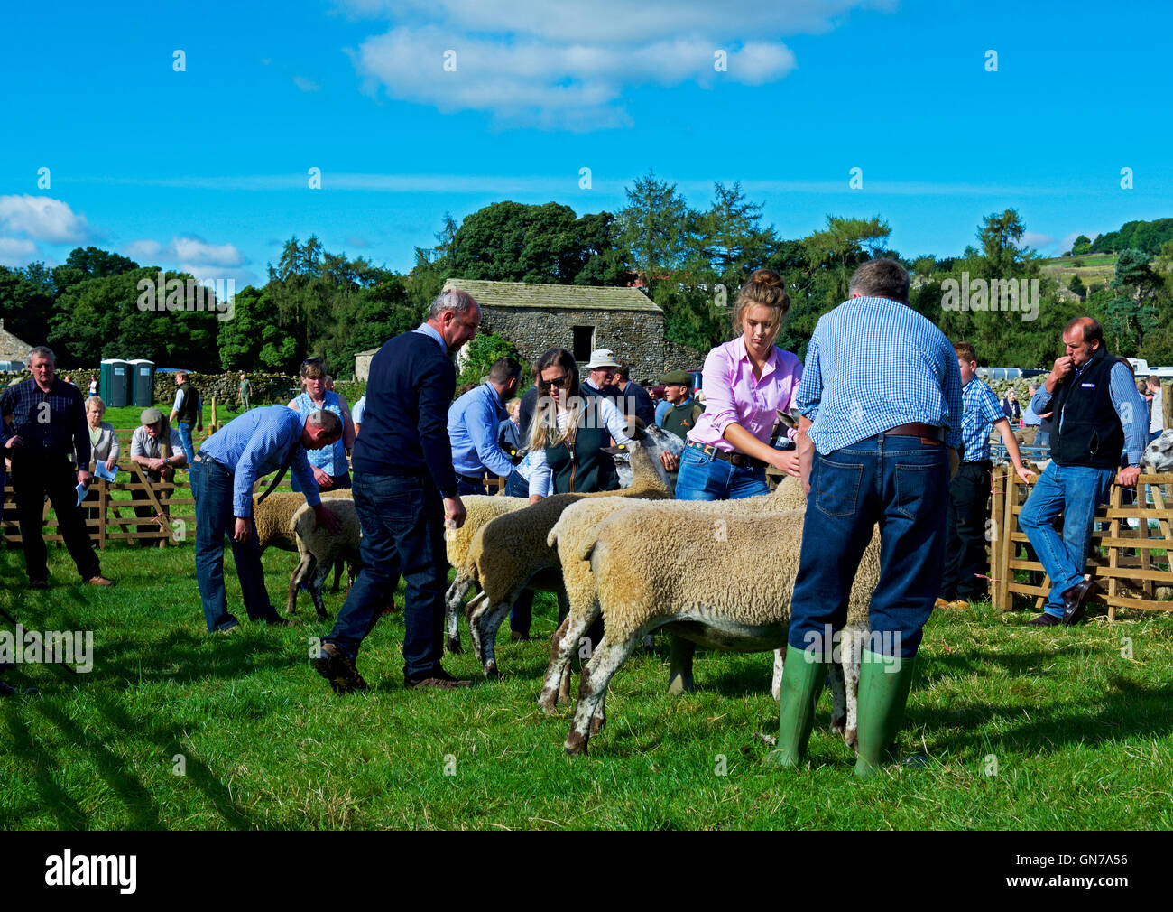 Pecore essendo giudicato a Reeth Show, Swaledale, Yorkshire Dales National Park, North Yorkshire, Inghilterra, Regno Unito Foto Stock